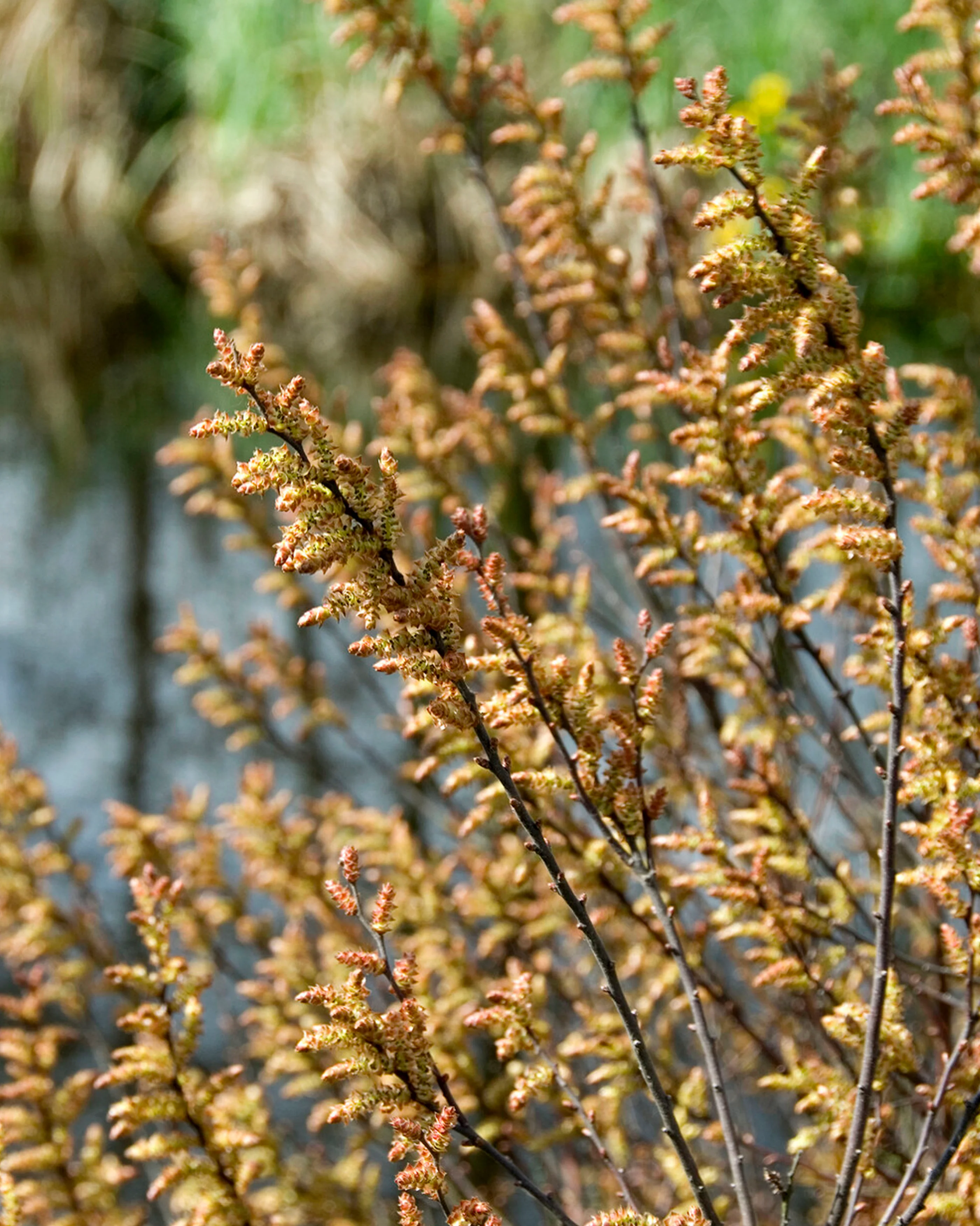 Myrica gale - Image 4