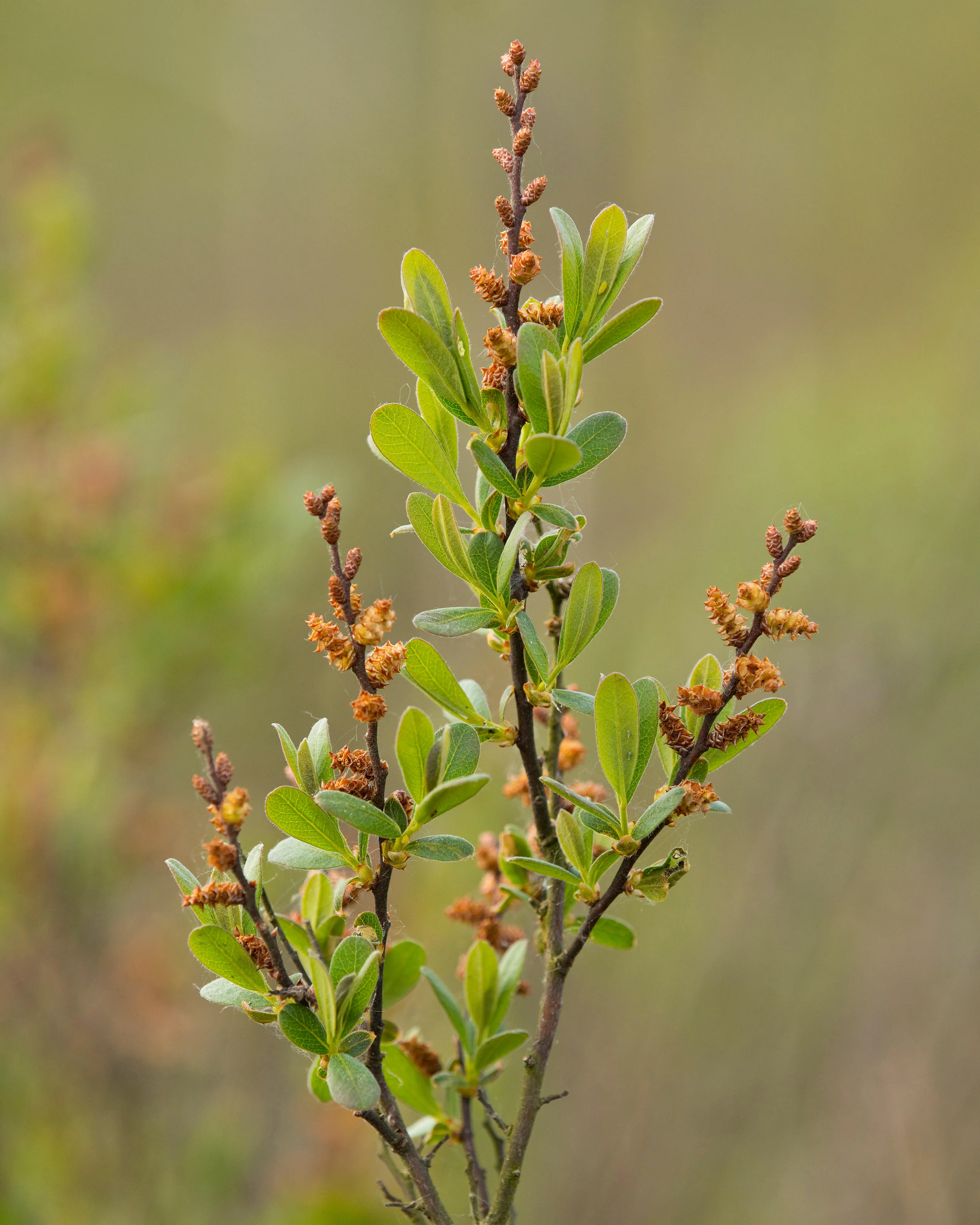 Myrica gale - Image 6