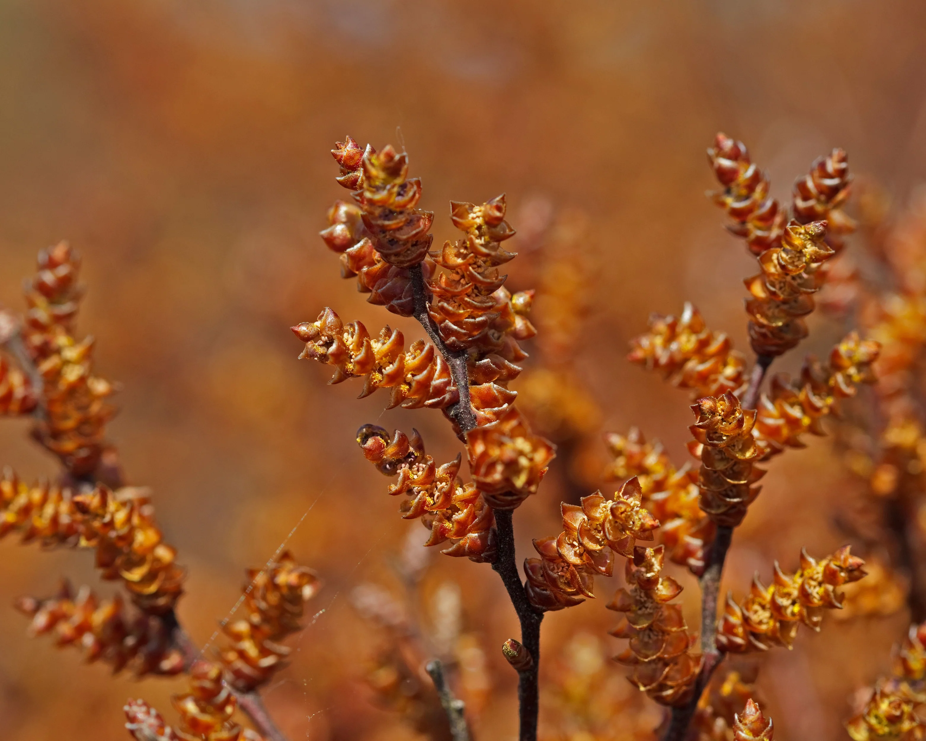 Myrica gale - Image 9