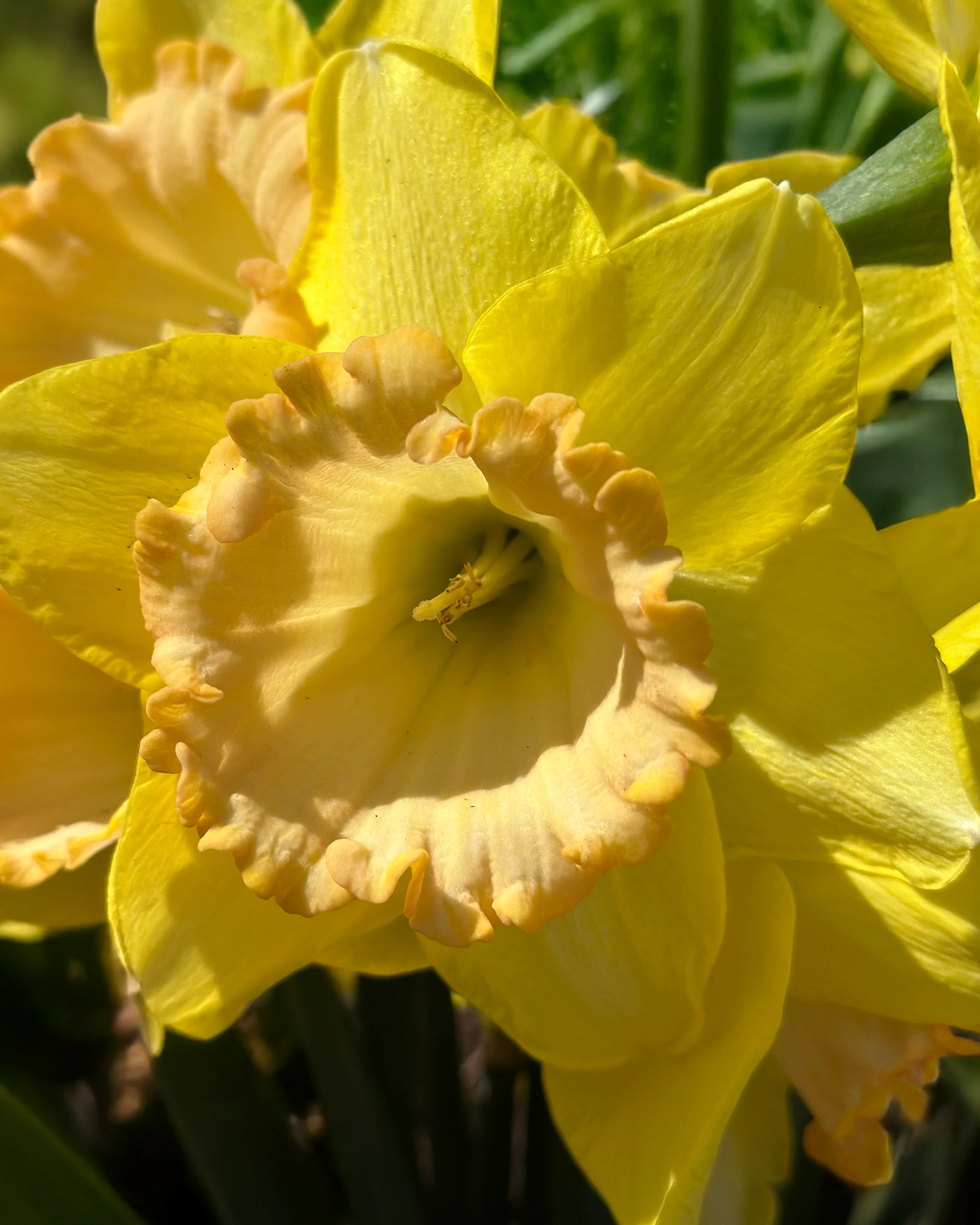 Narcissus 'Alexis Beauty' - Image 10