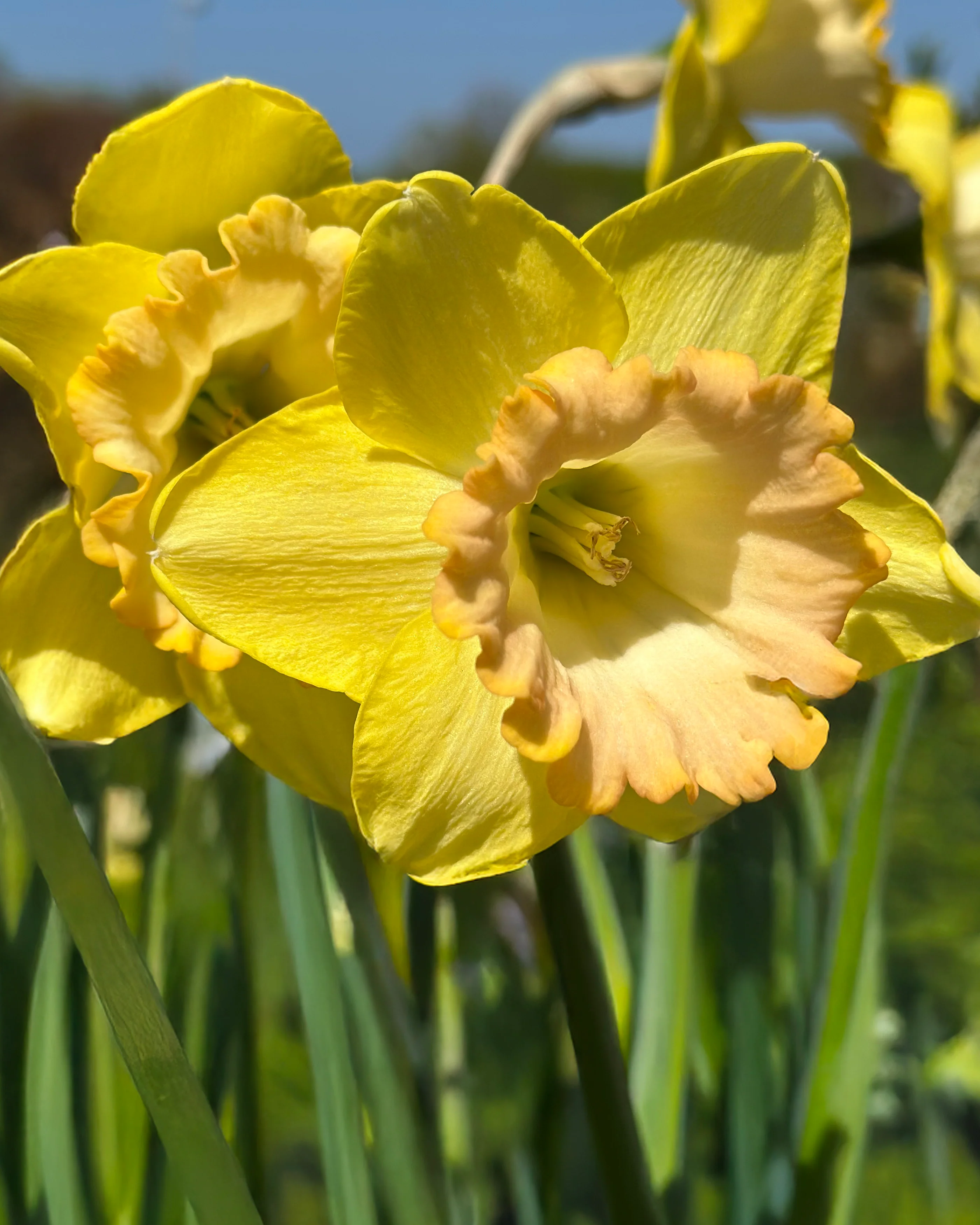 Narcissus 'Alexis Beauty' - Image 11