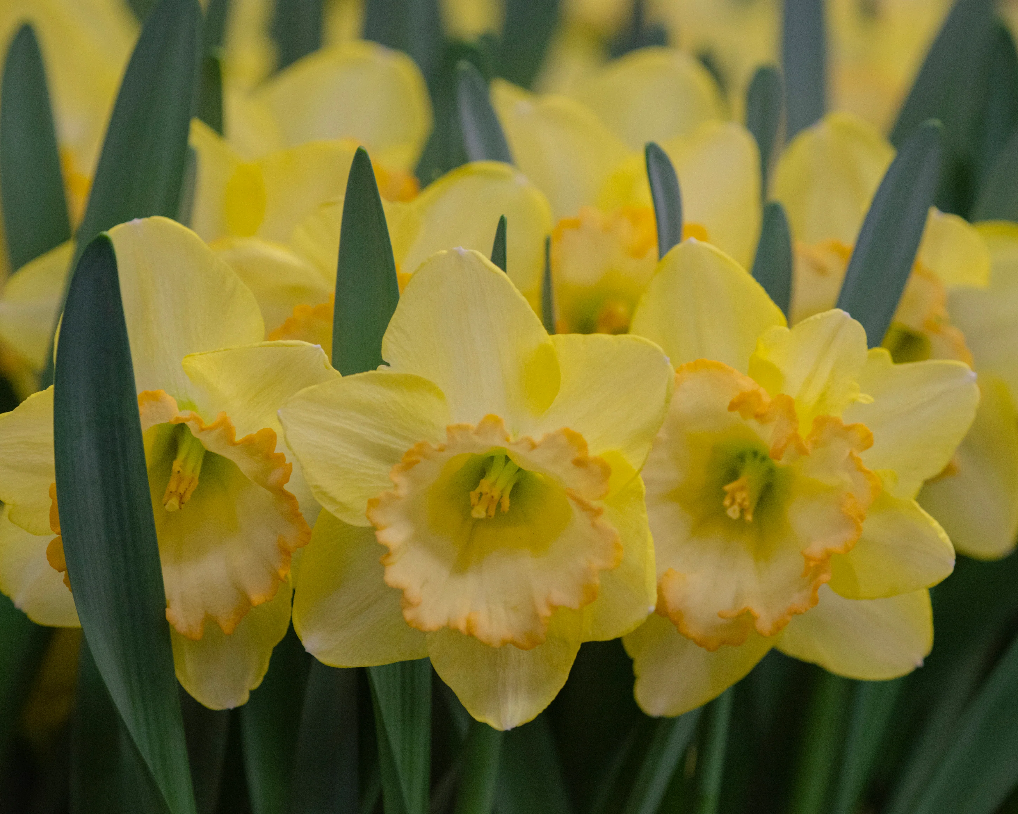 Narcissus 'Alexis Beauty' - Image 3
