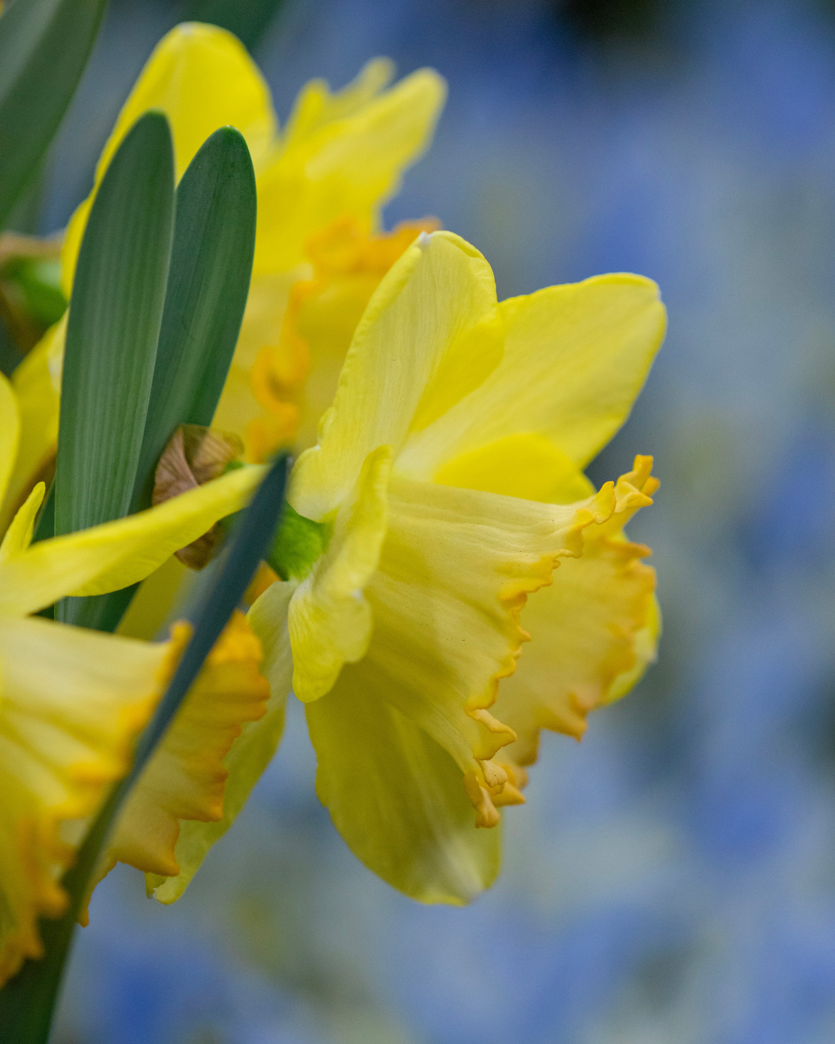 Narcissus 'Alexis Beauty' - Image 4