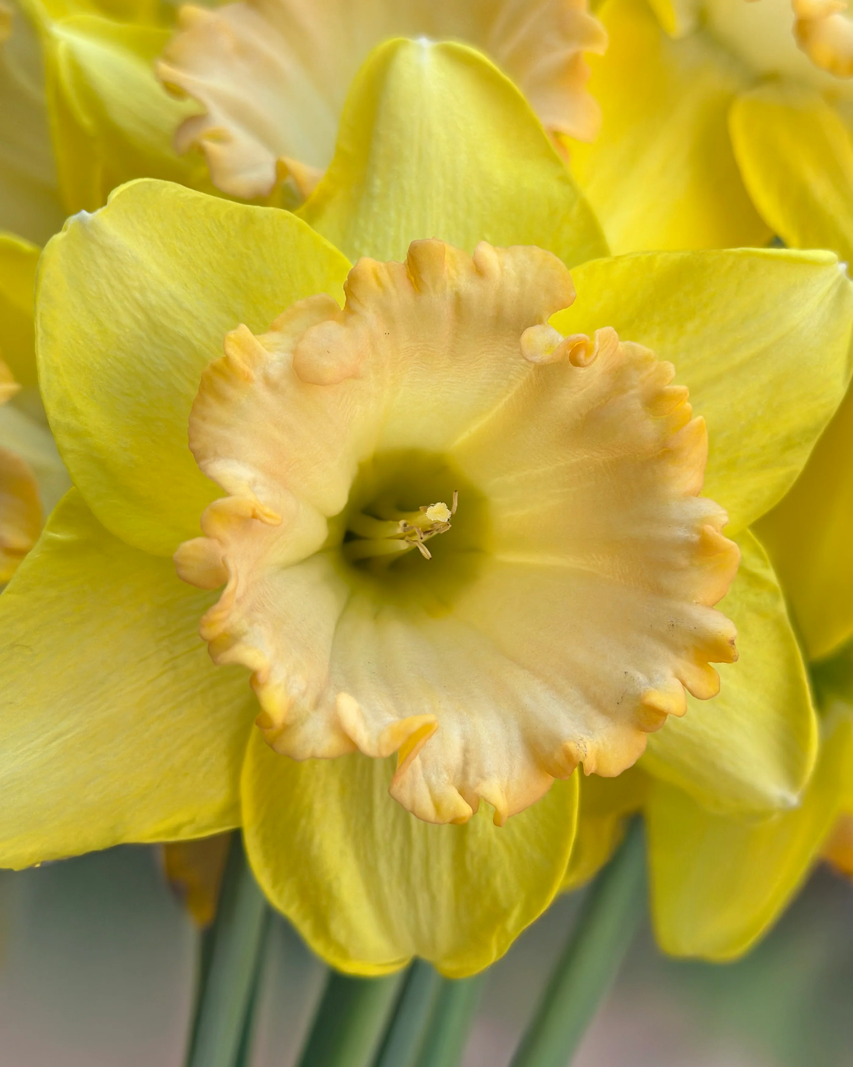 Narcissus 'Alexis Beauty' - Image 8