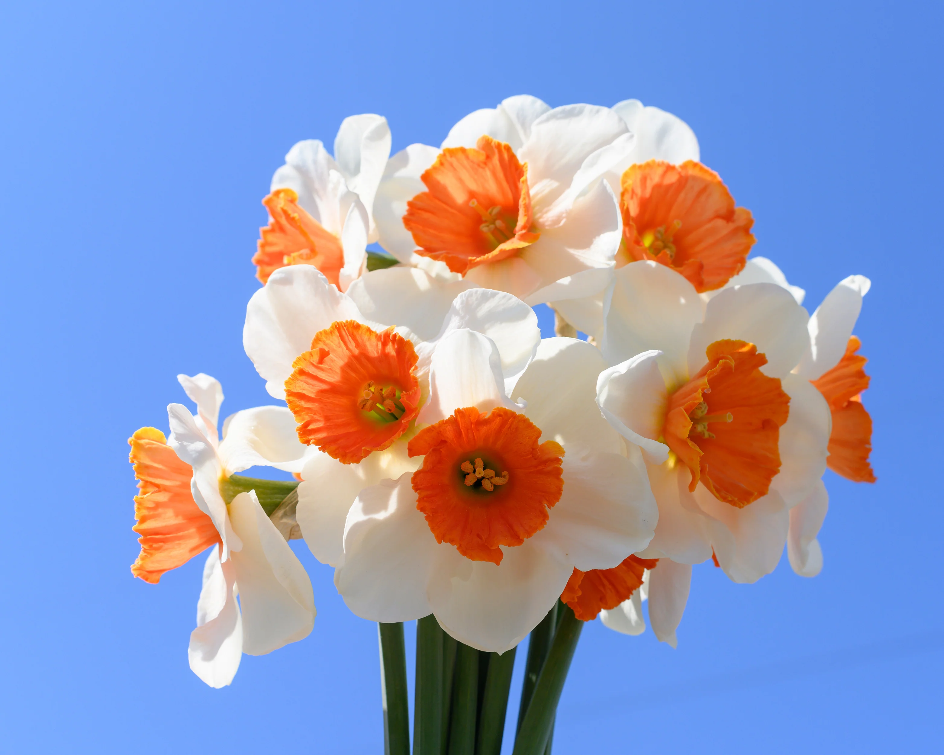 Narcissus 'Amadeus' - Image 8