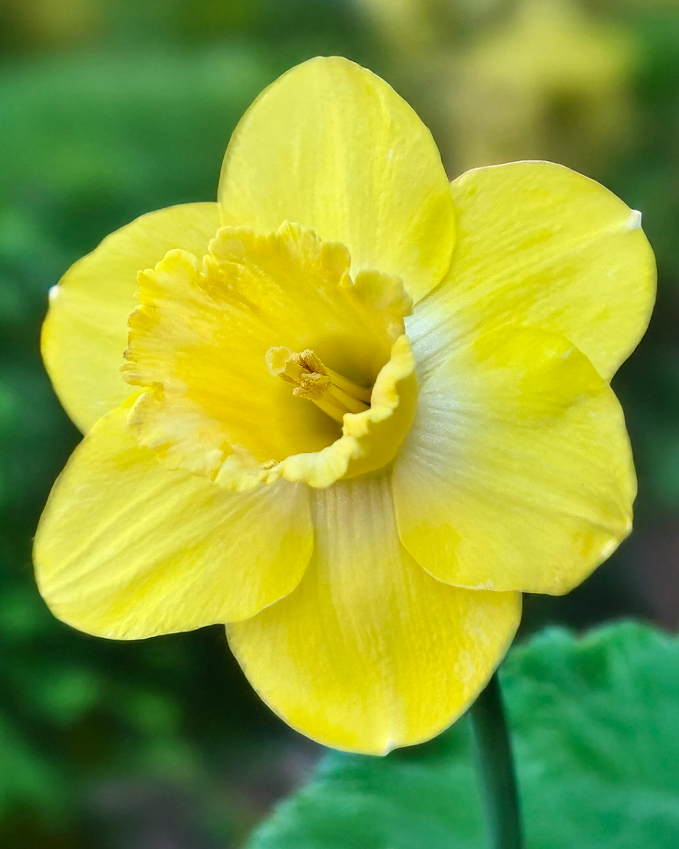 Narcissus 'Amber Castle' - Image 2