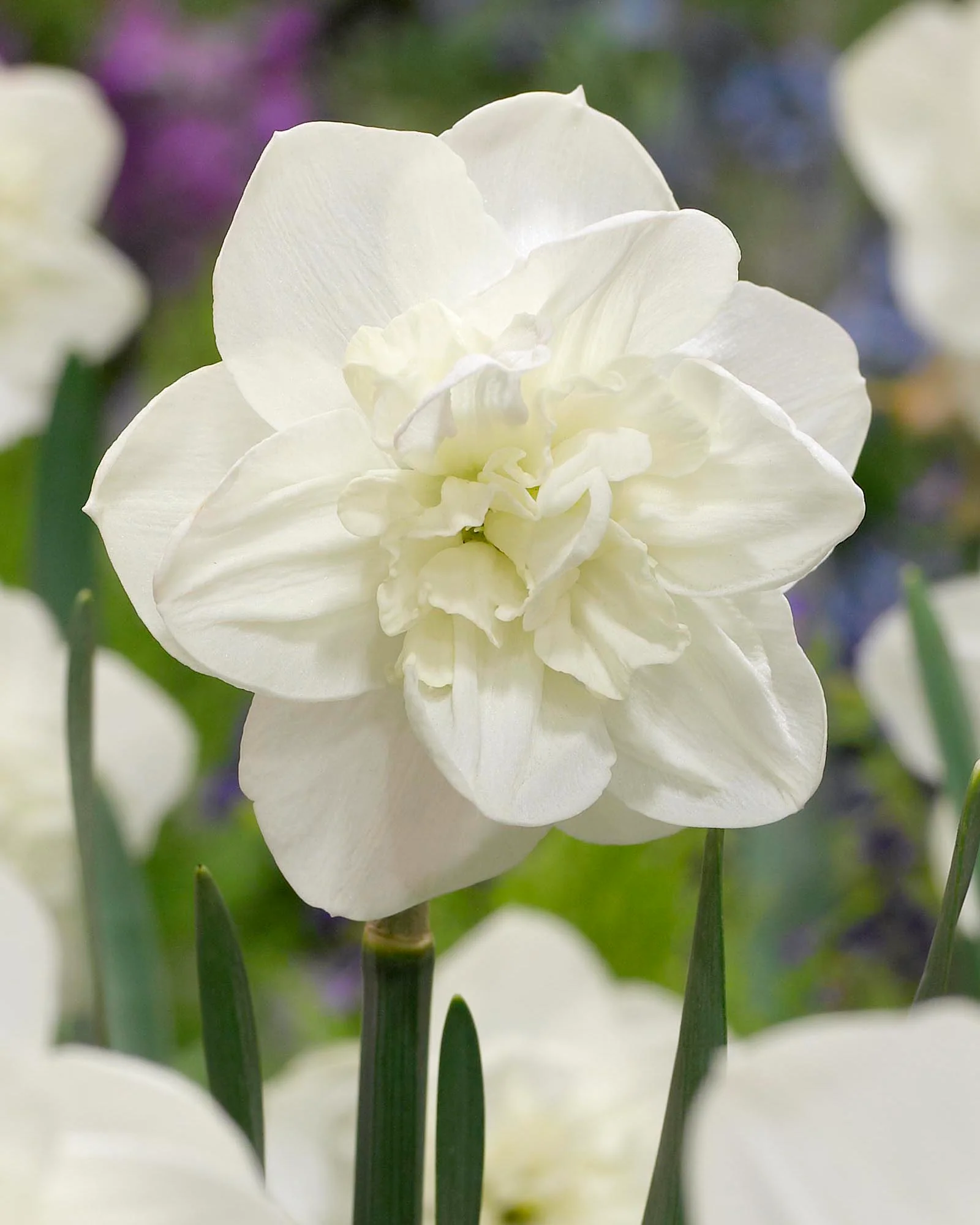 Narcissus 'Androcles' - Image 2