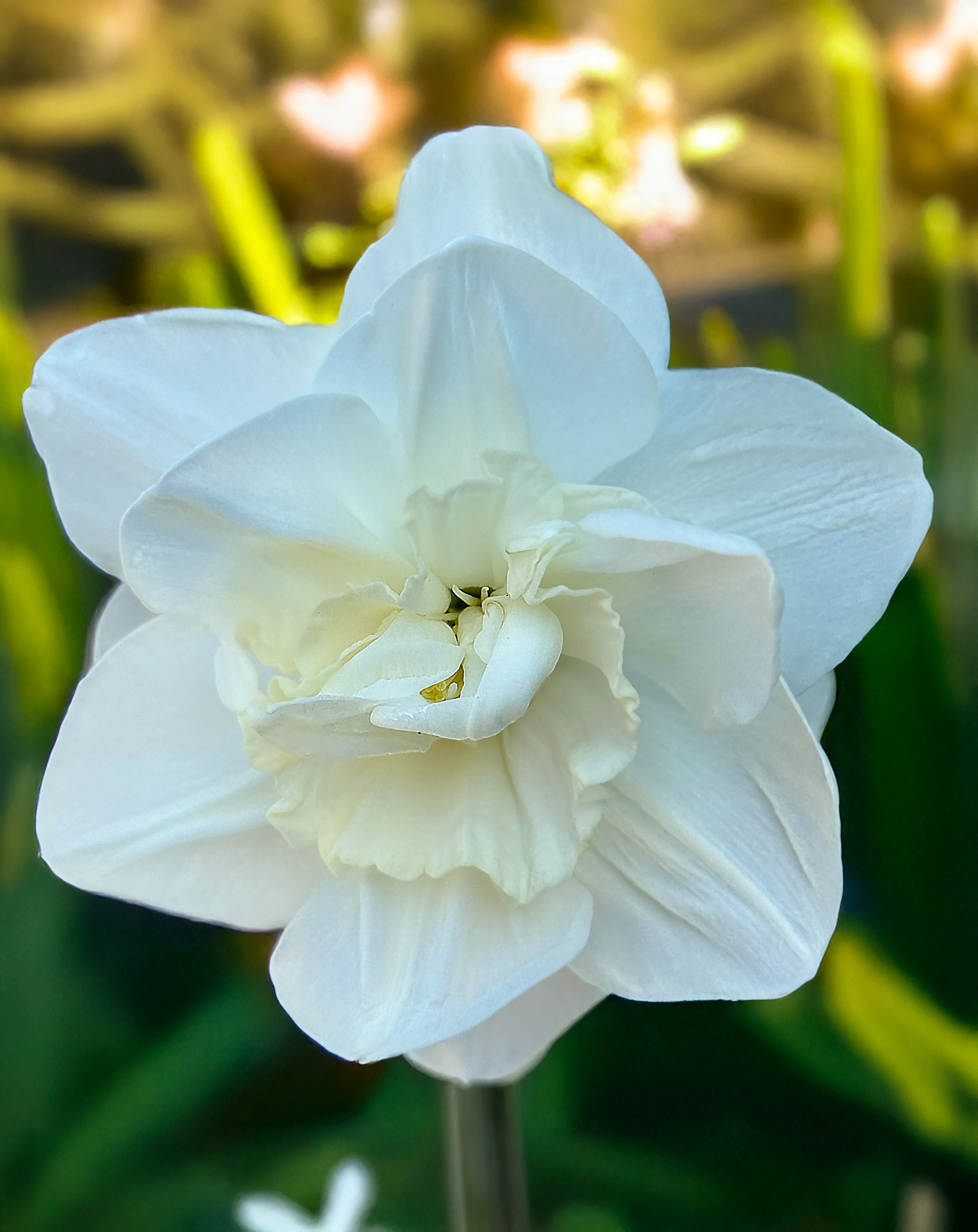 Narcissus 'Androcles' - Image 3