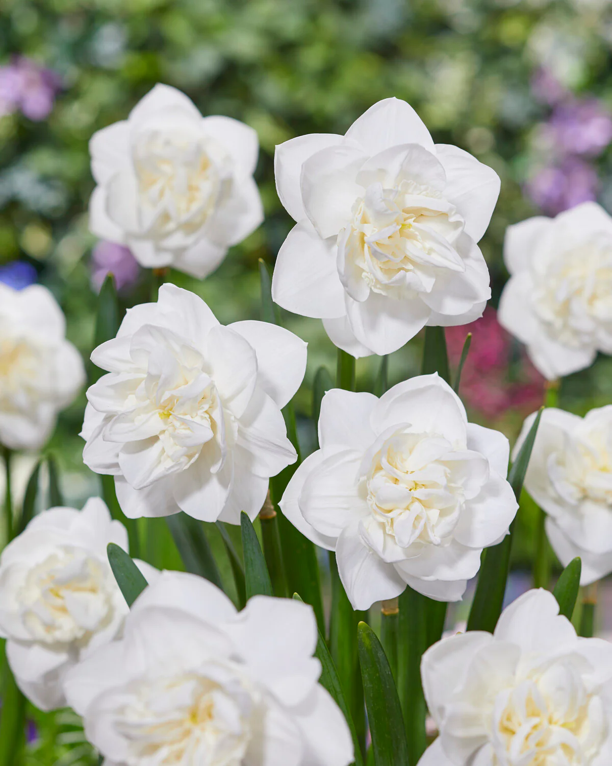 Narcissus 'Androcles' - Image 9