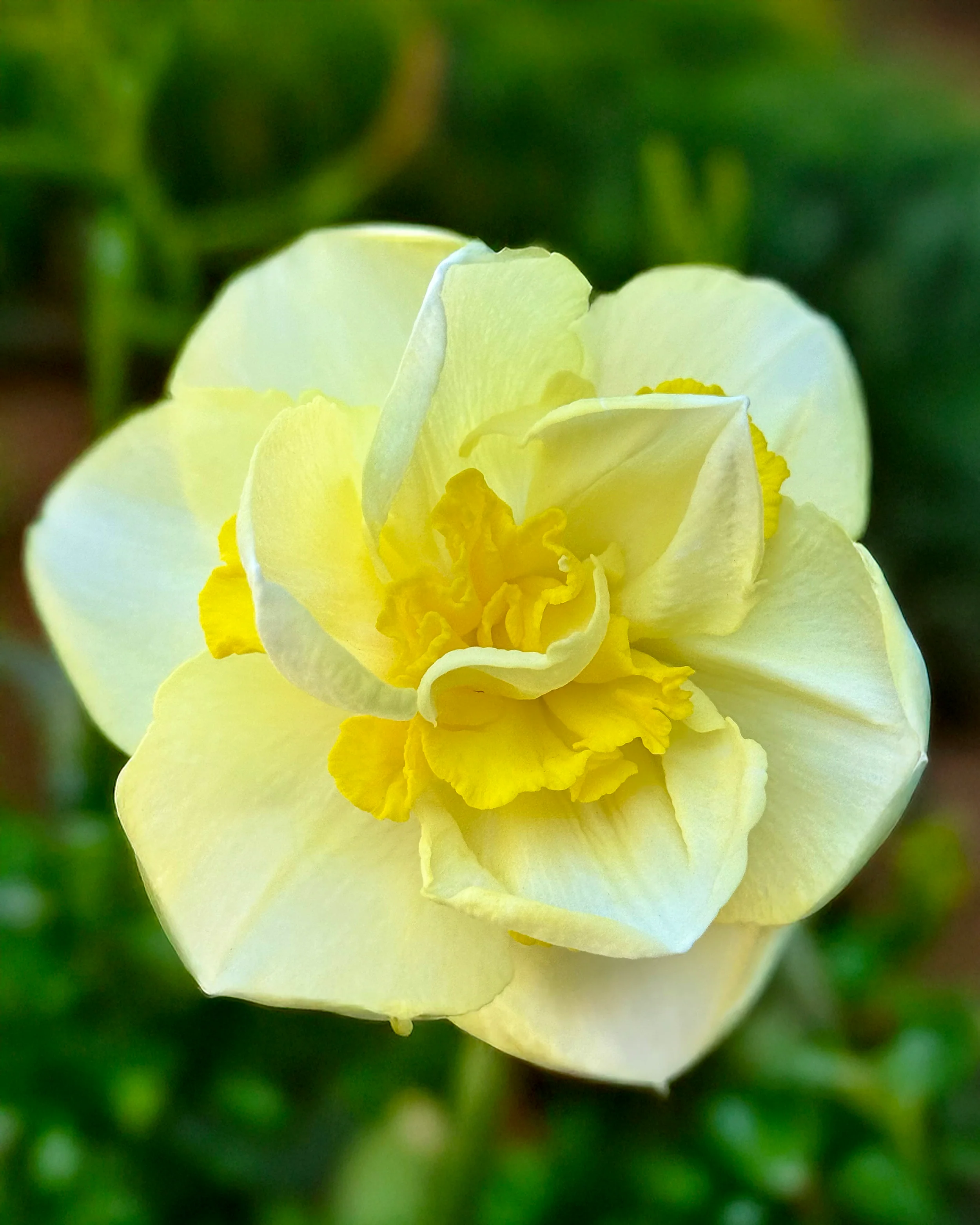 Narcissus 'Angkor' - Image 2