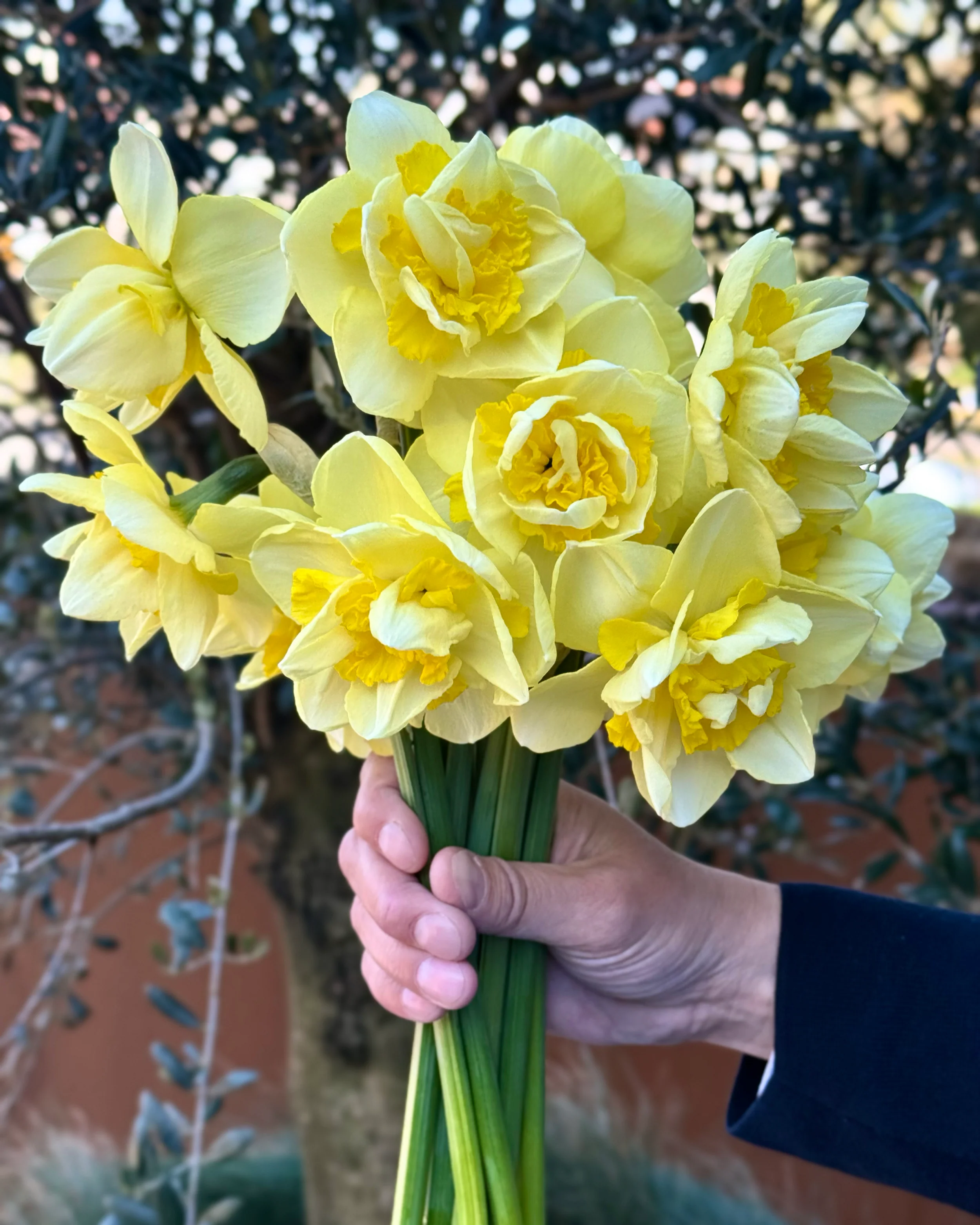 Narcissus 'Angkor' - Image 4
