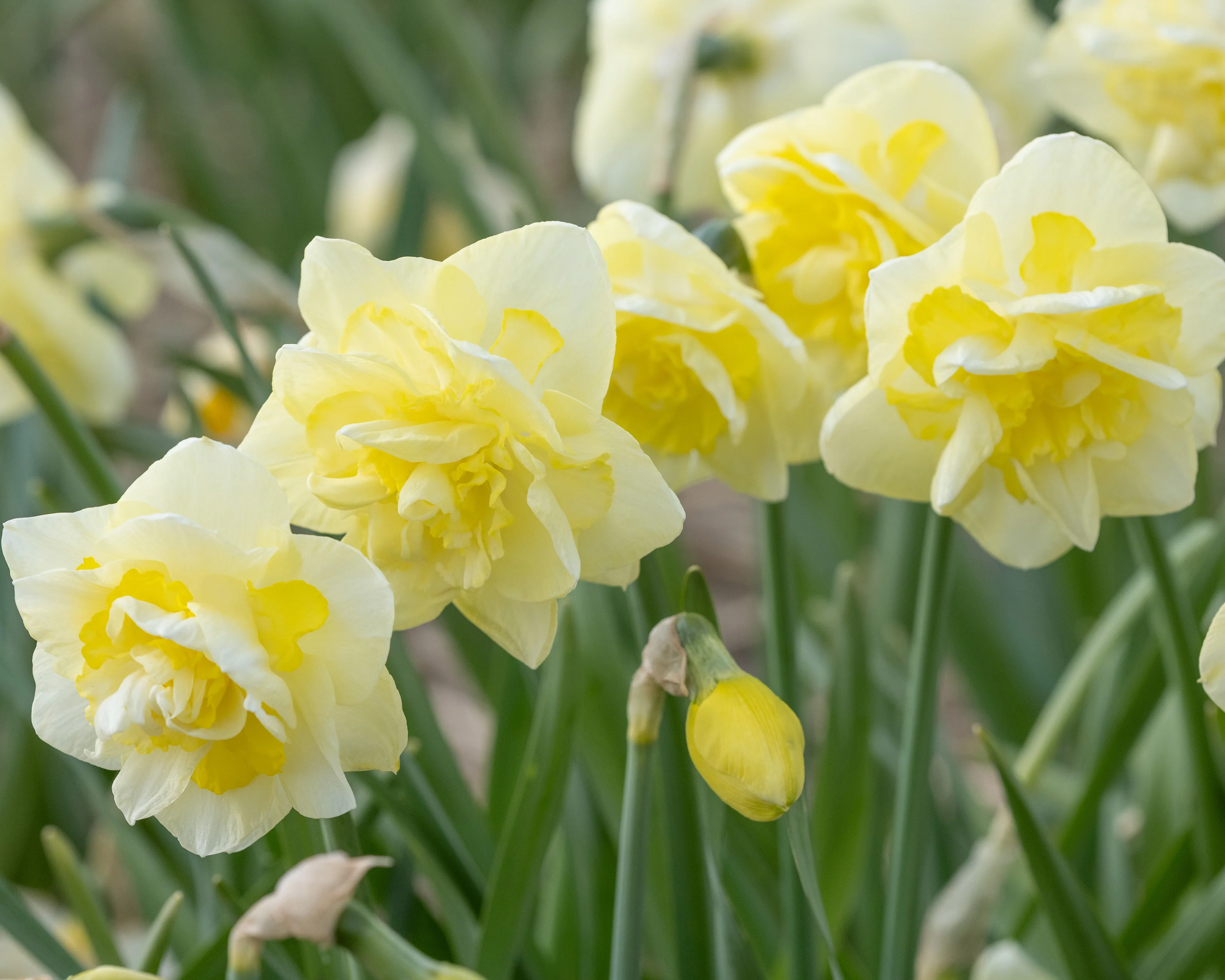 Narcissus 'Angkor' - Image 7