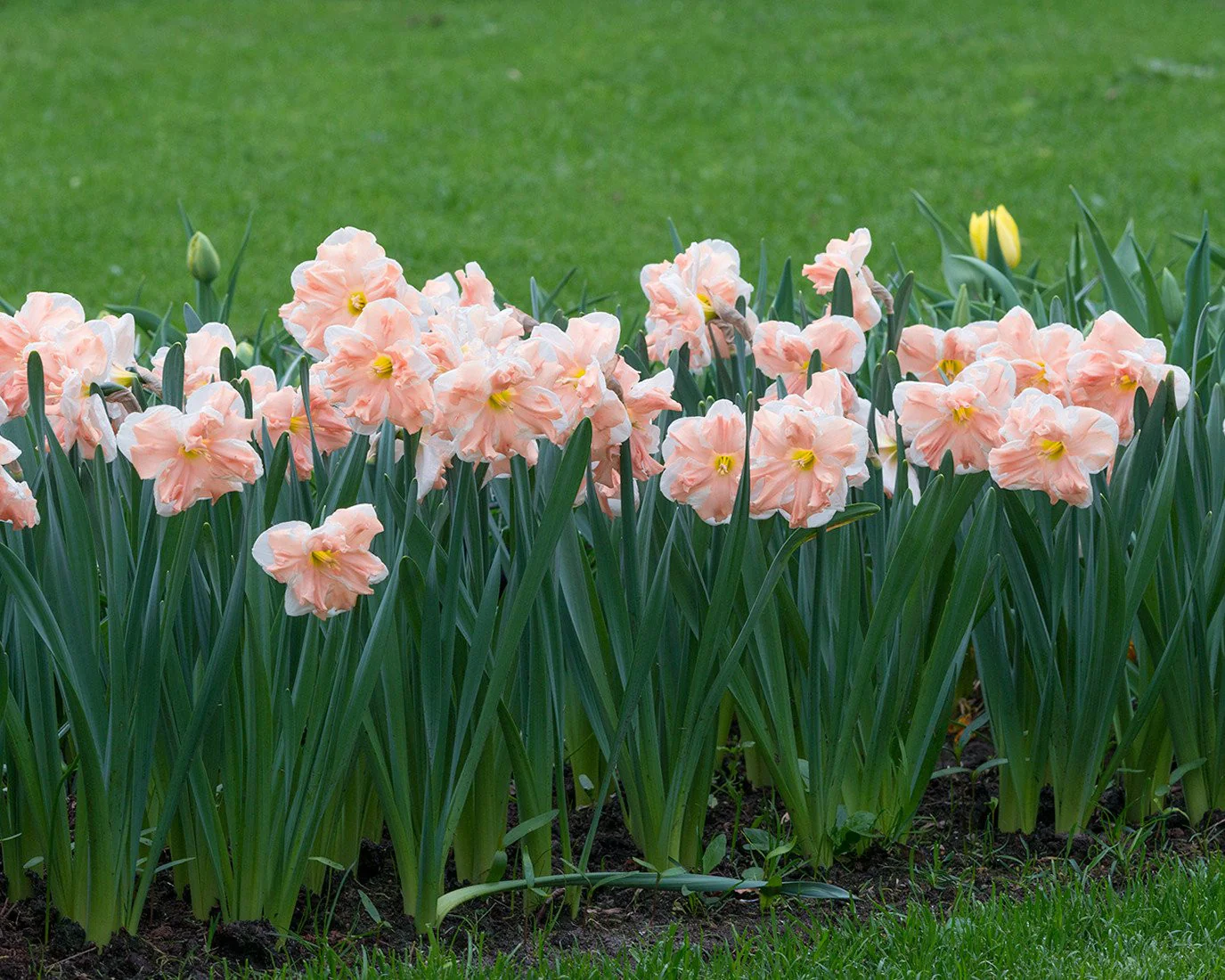 Narcissus 'Apricot Whirl' - Image 8