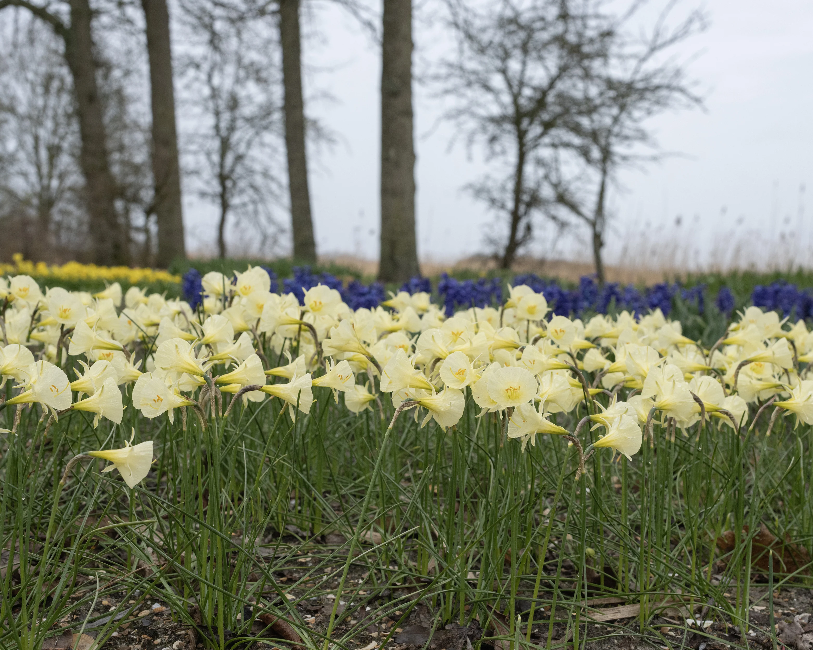 Narcissus 'Arctic Bells' - Image 3