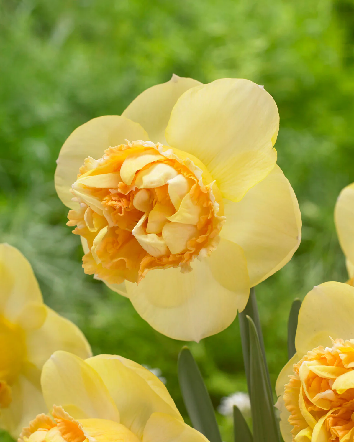 Narcissus 'Art Perfume' - Image 3
