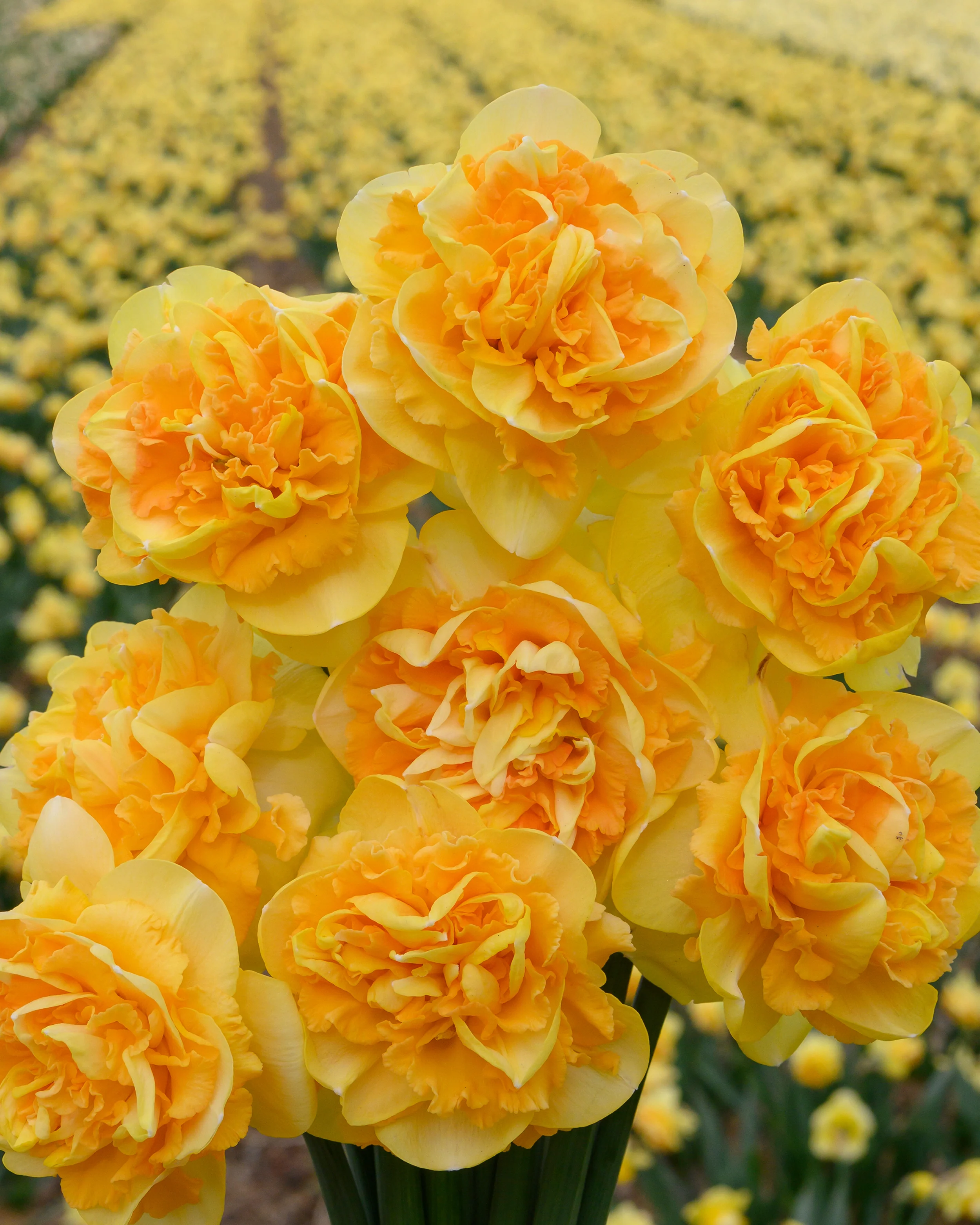 Narcissus 'Art Perfume' - Image 4