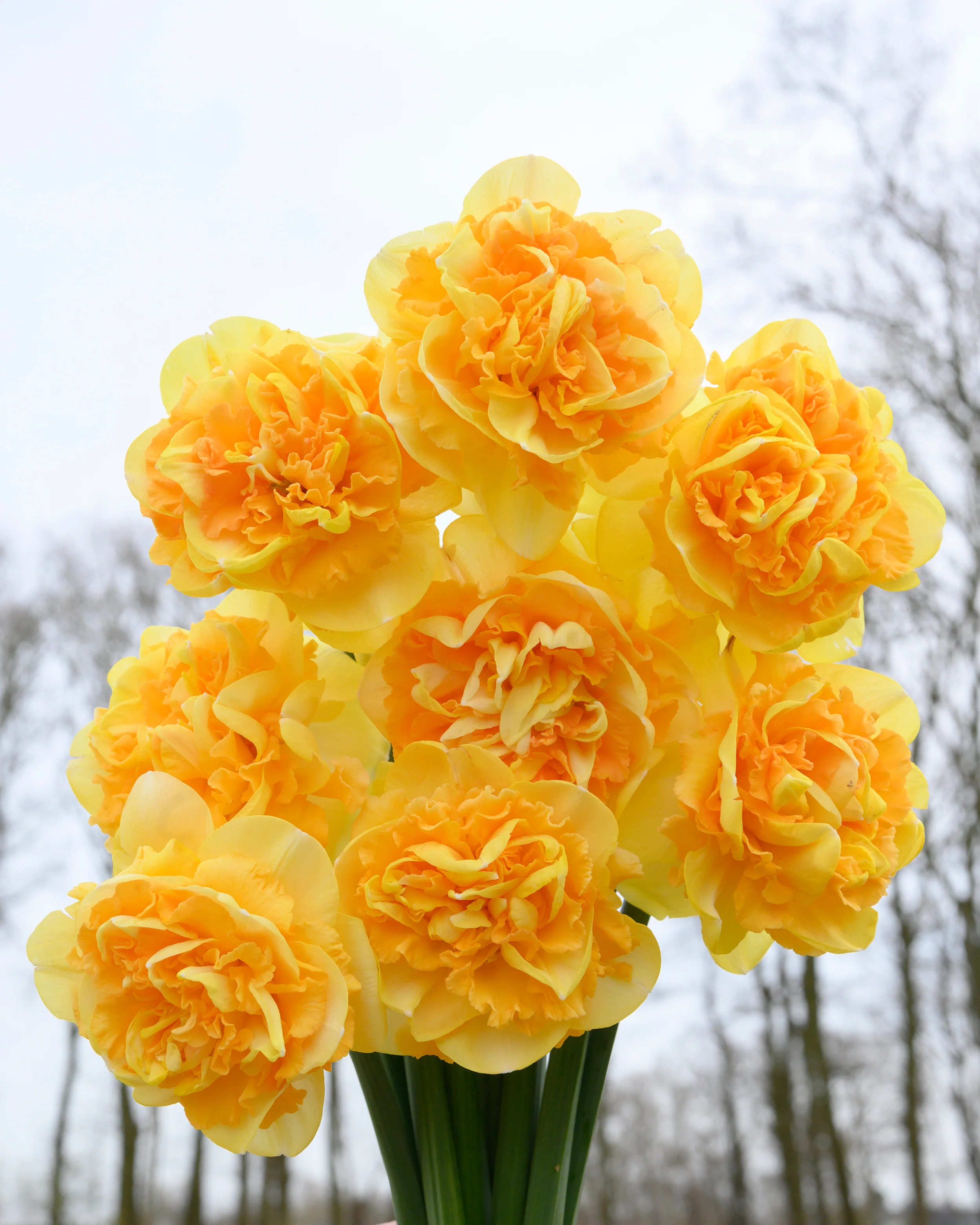 Narcissus 'Art Perfume' - Image 5