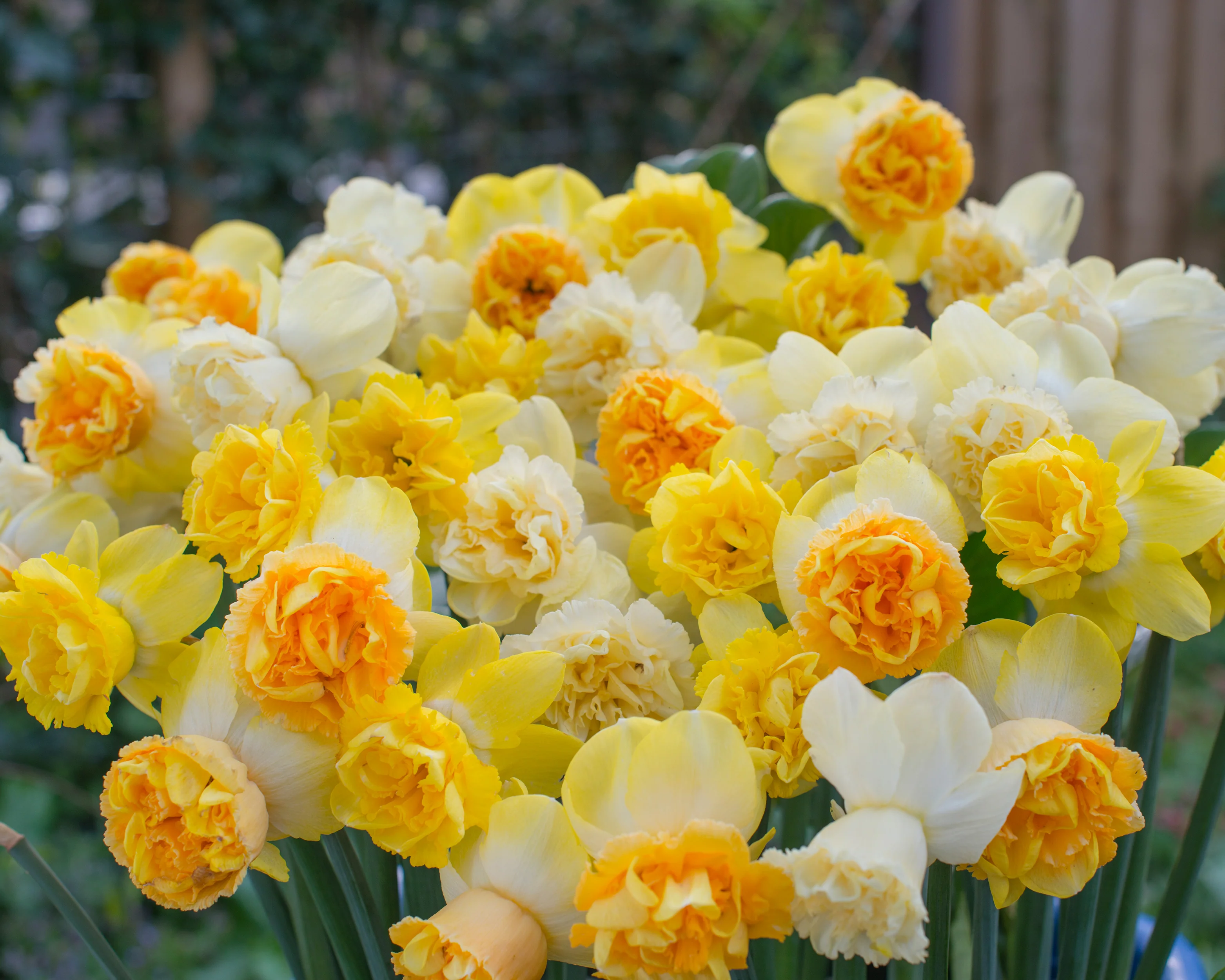 Narcissus 'Art Perfume' - Image 6