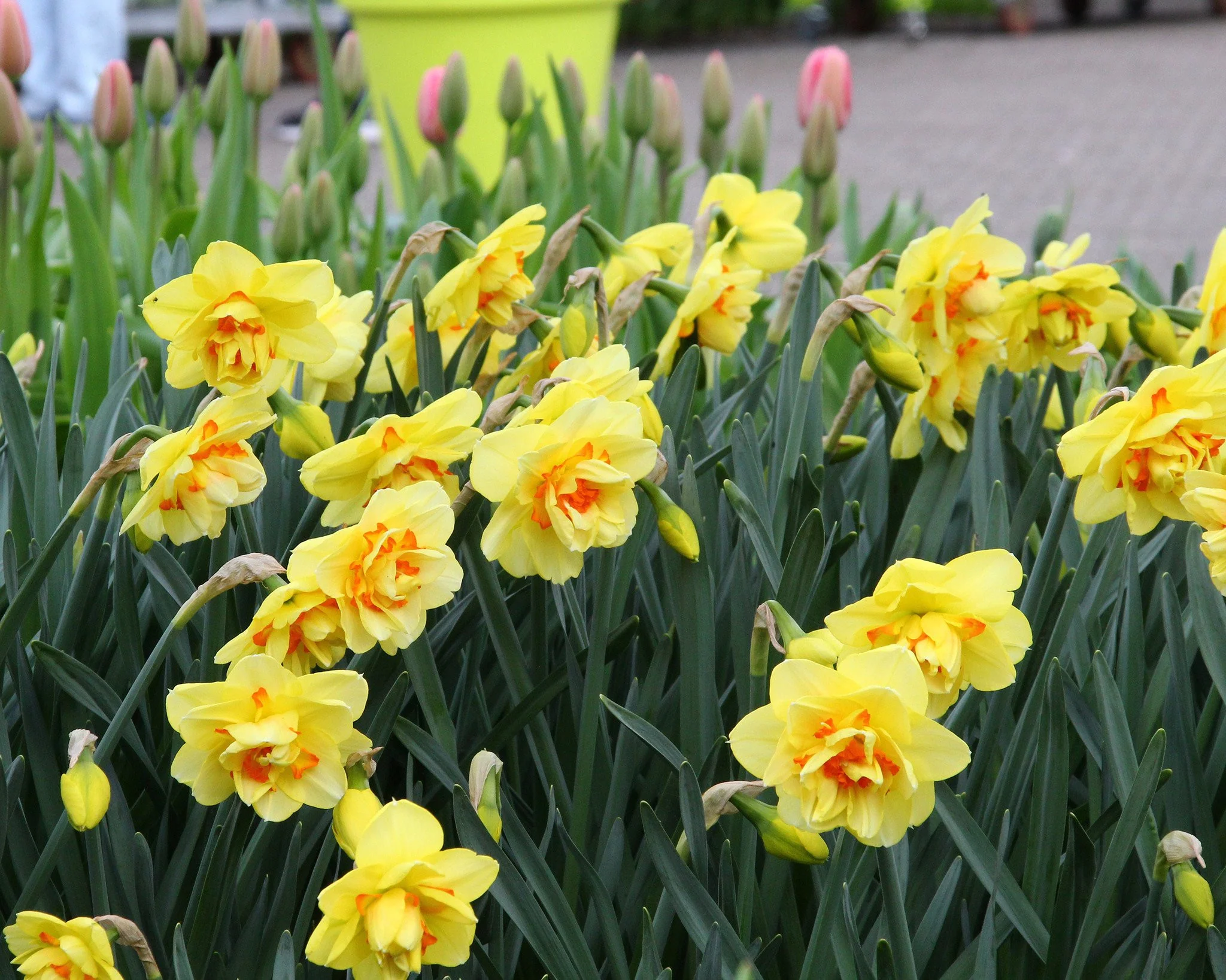 Narcissus 'Ascot' - Image 3