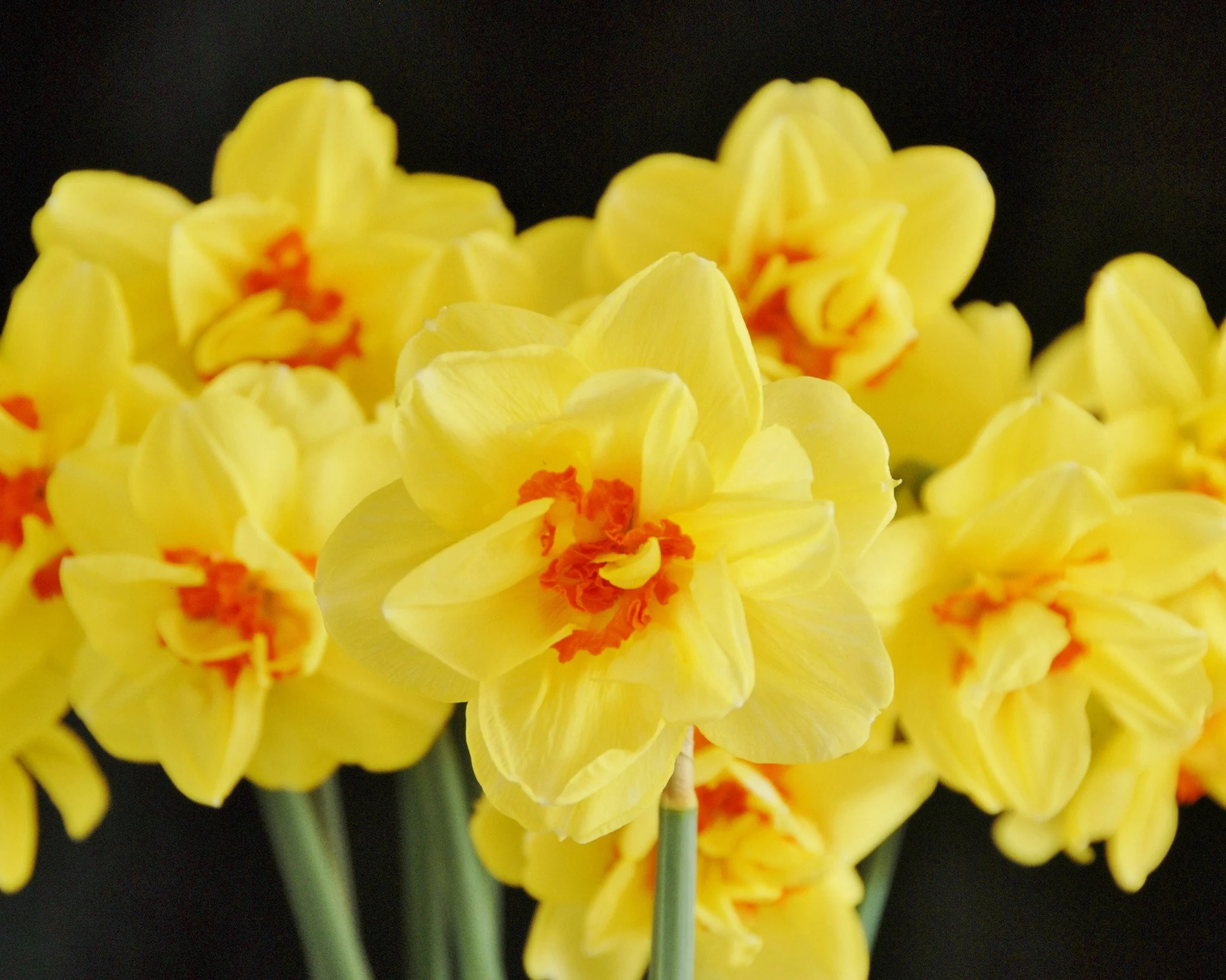 Narcissus 'Ascot' - Image 5