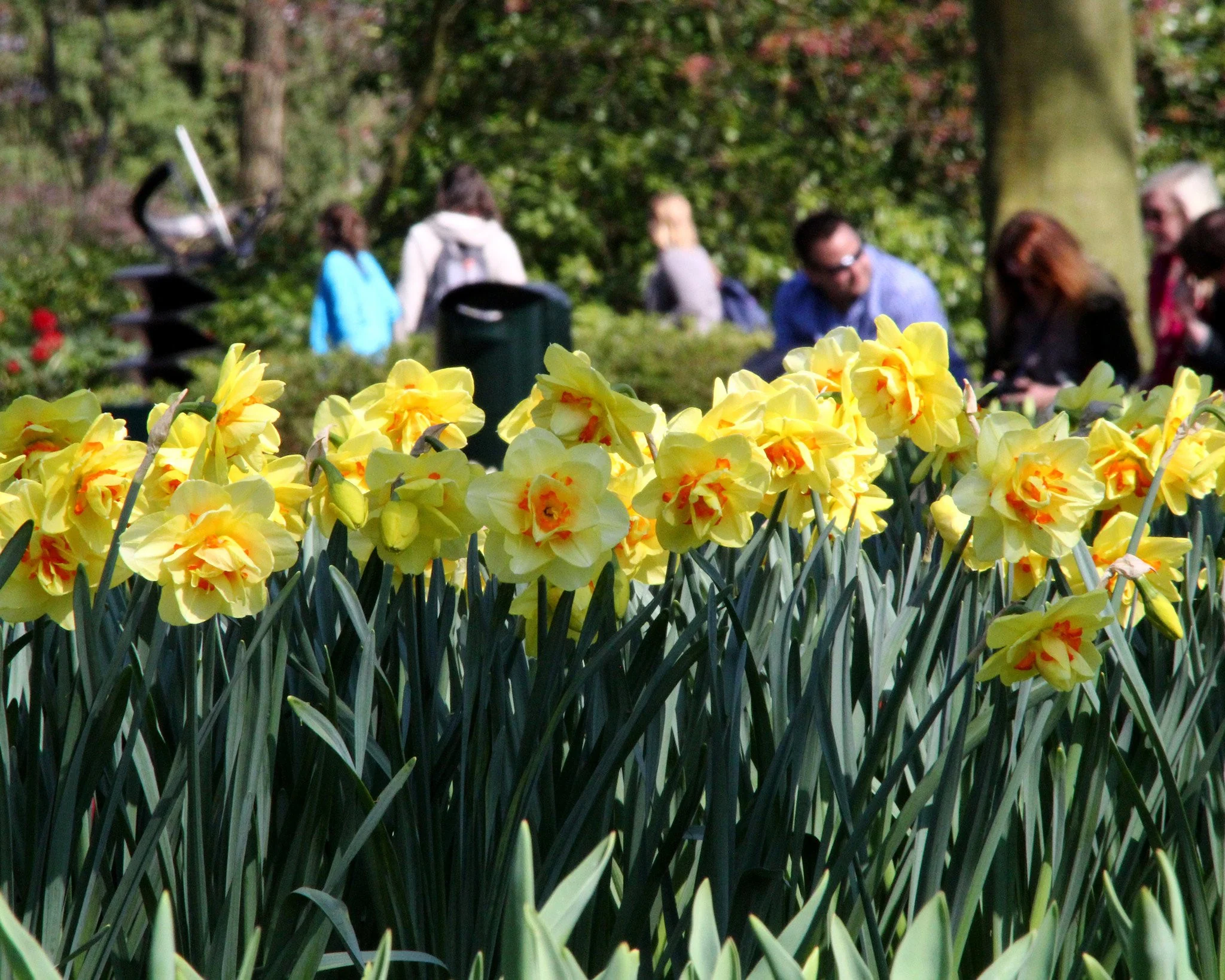 Narcissus 'Ascot' - Image 6