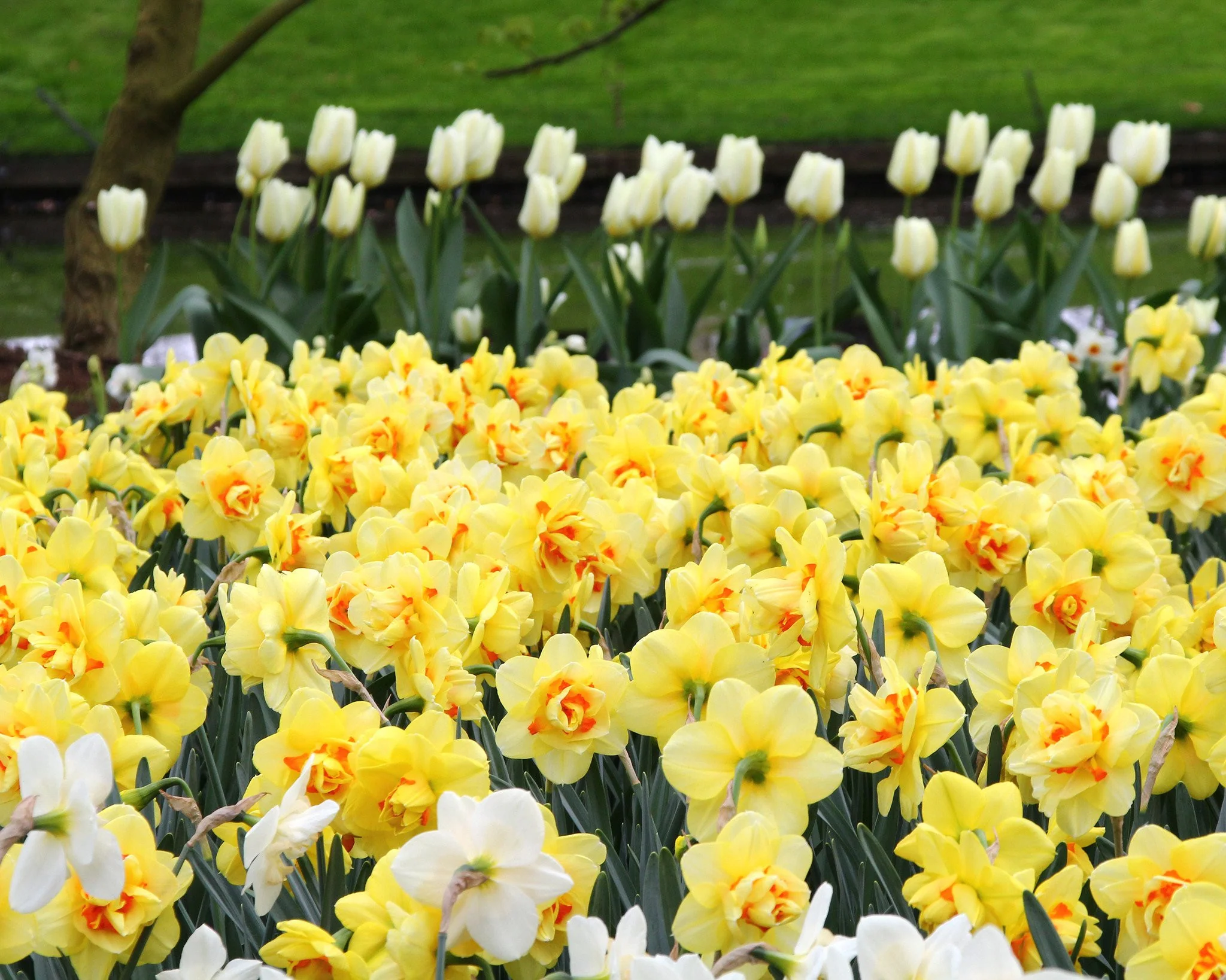Narcissus 'Ascot' - Image 9