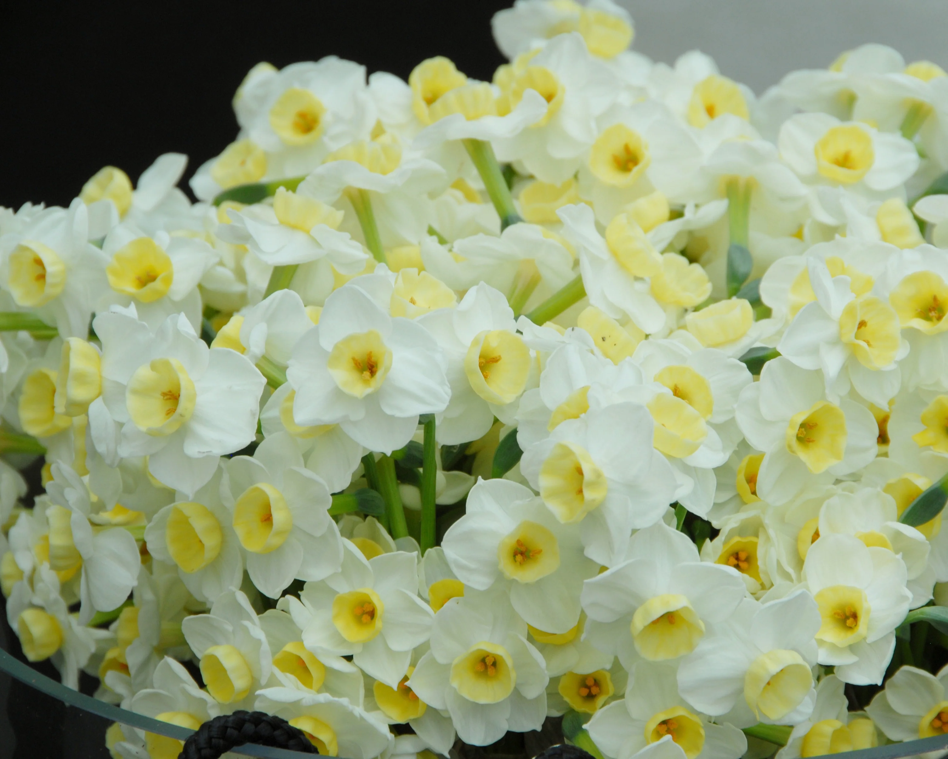 Narcissus 'Avalanche' - Image 5