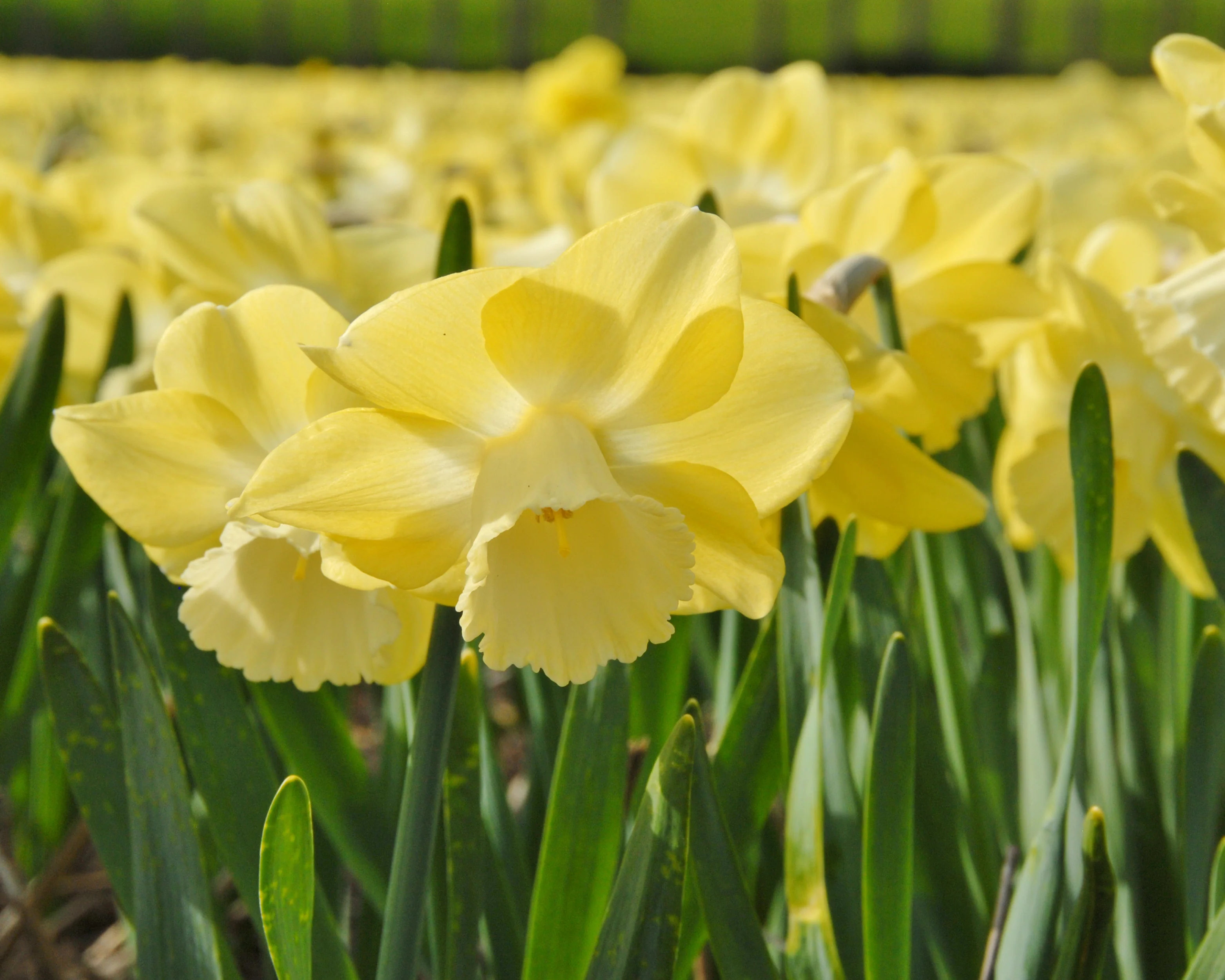 Narcissus 'Avalon' - Image 9