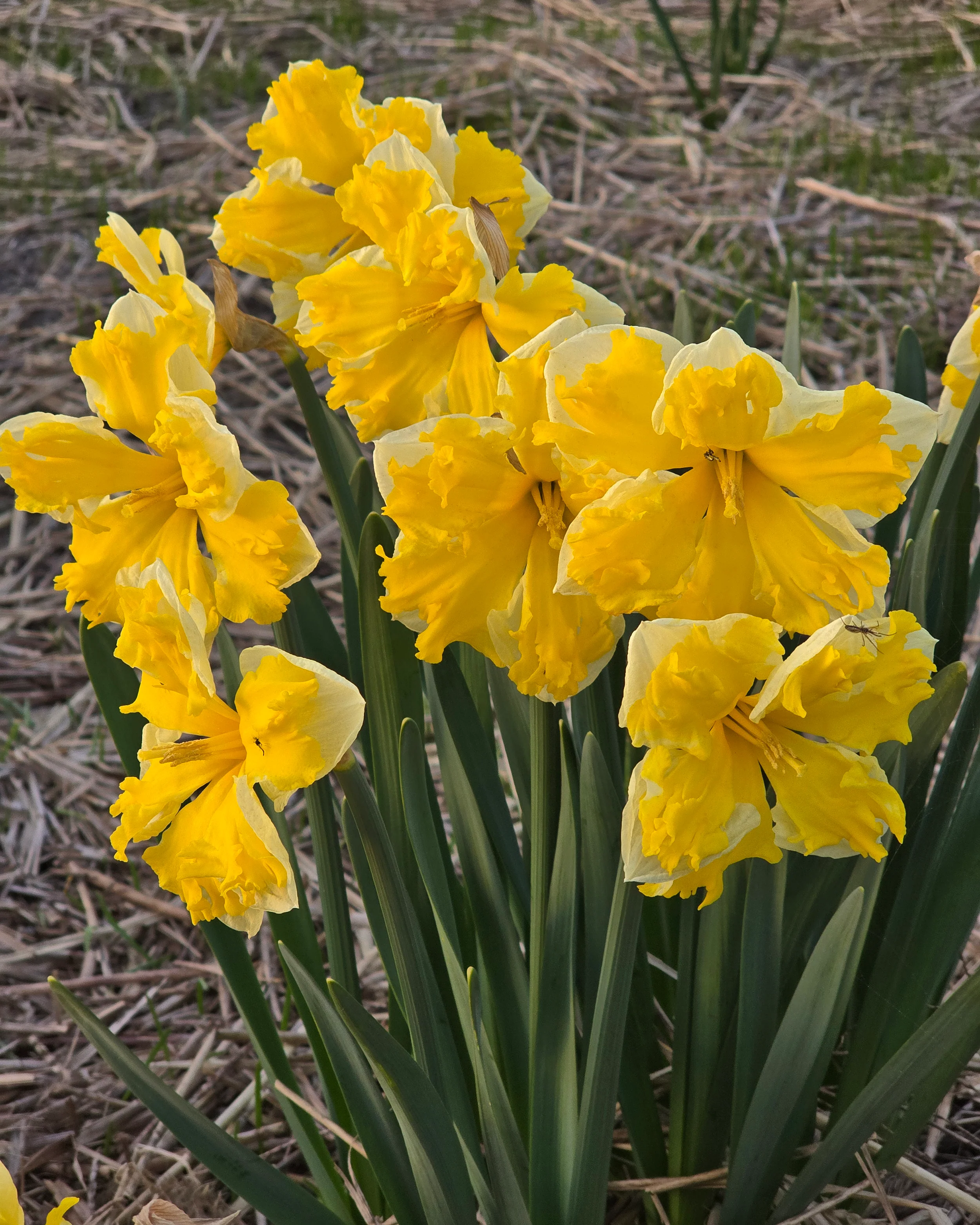 Narcissus 'Banana Splash' - Image 5