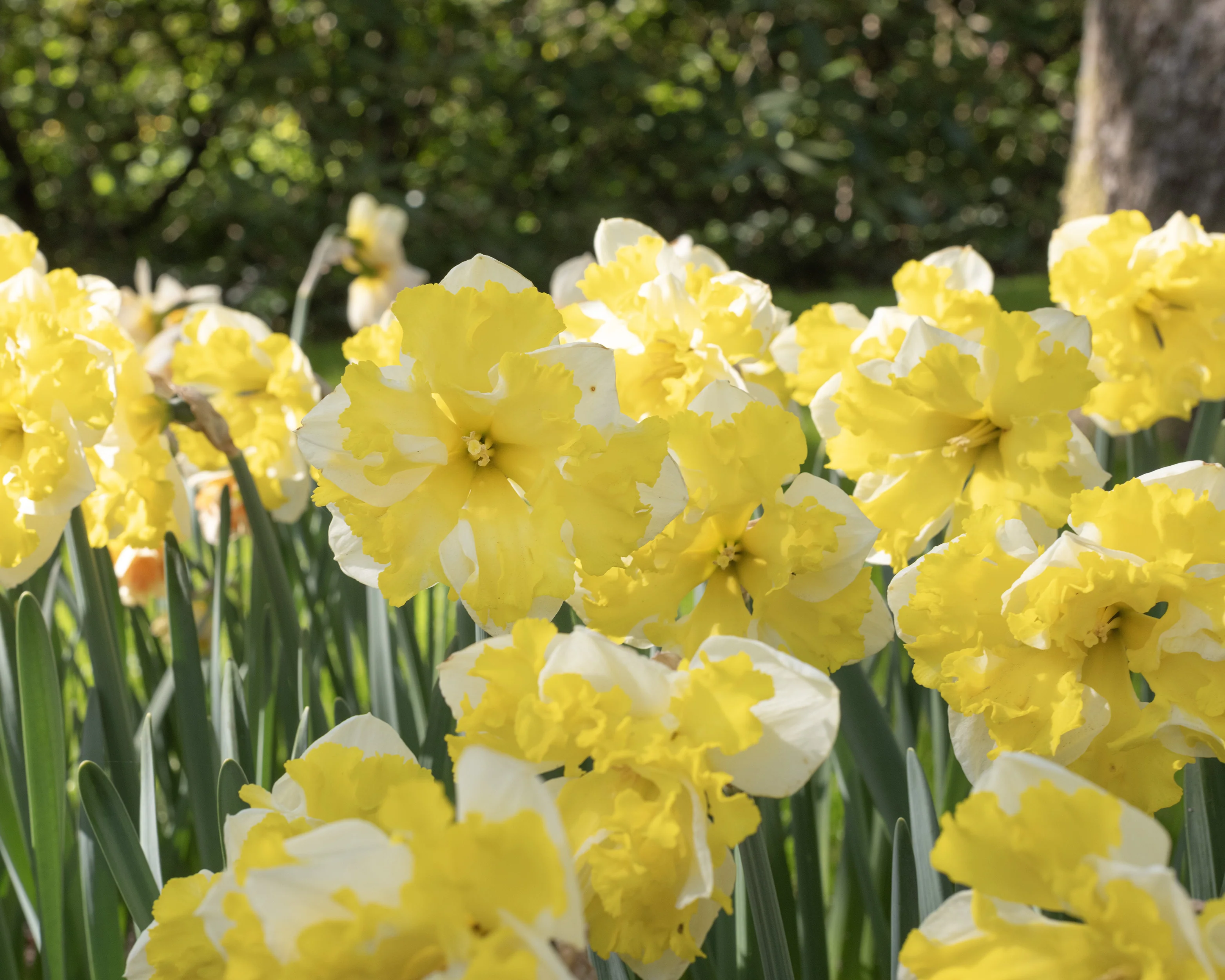 Narcissus 'Banana Splash' - Image 6