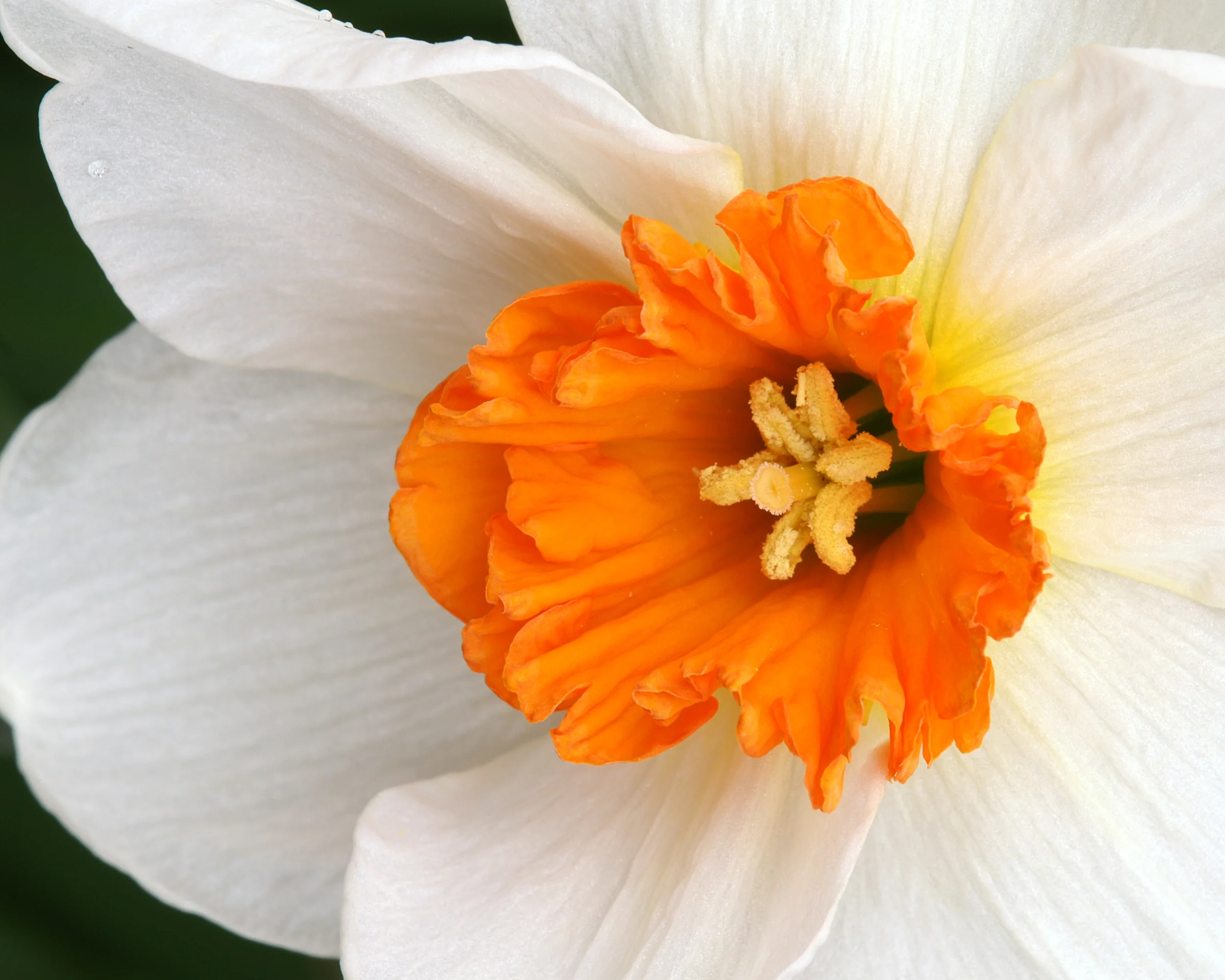 Narcissus 'Barrett Browning' - Image 2