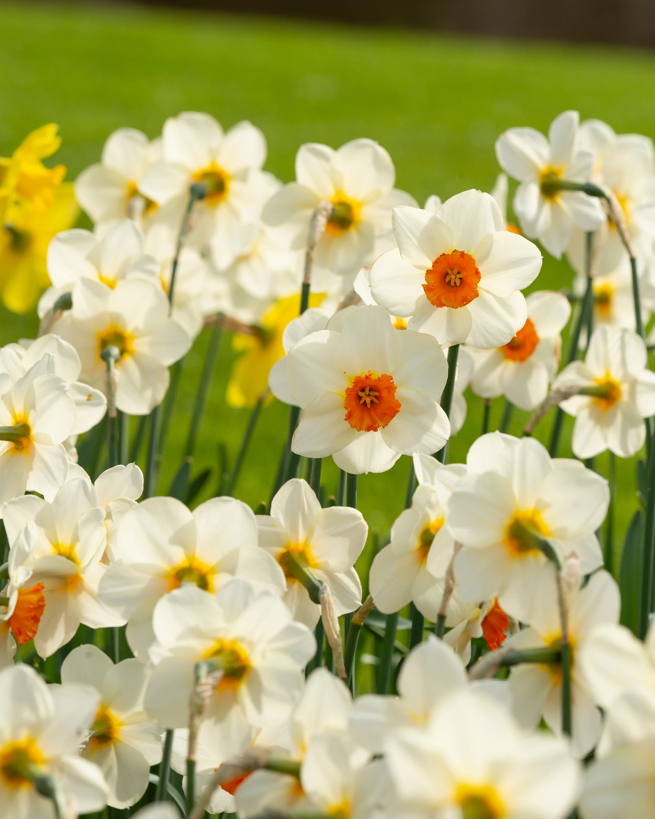 Narcissus 'Barrett Browning' - Image 3