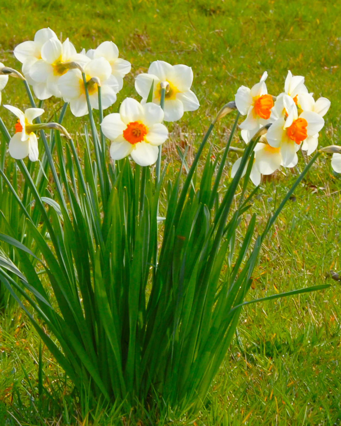 Narcissus 'Barrett Browning' - Image 5