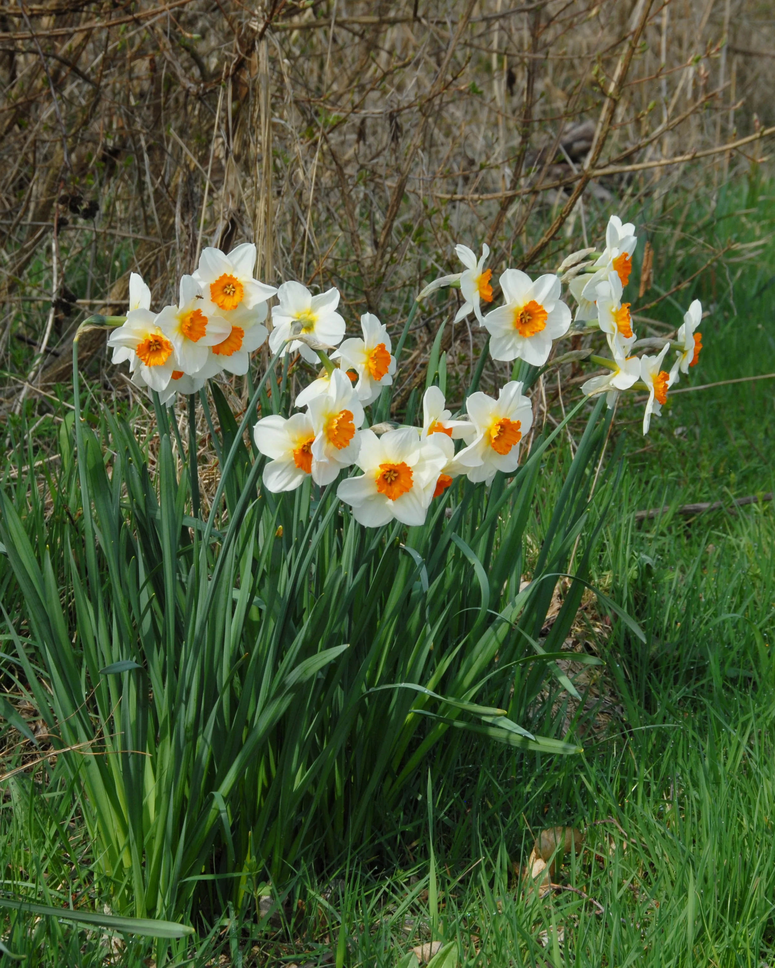Narcissus 'Barrett Browning' - Image 8