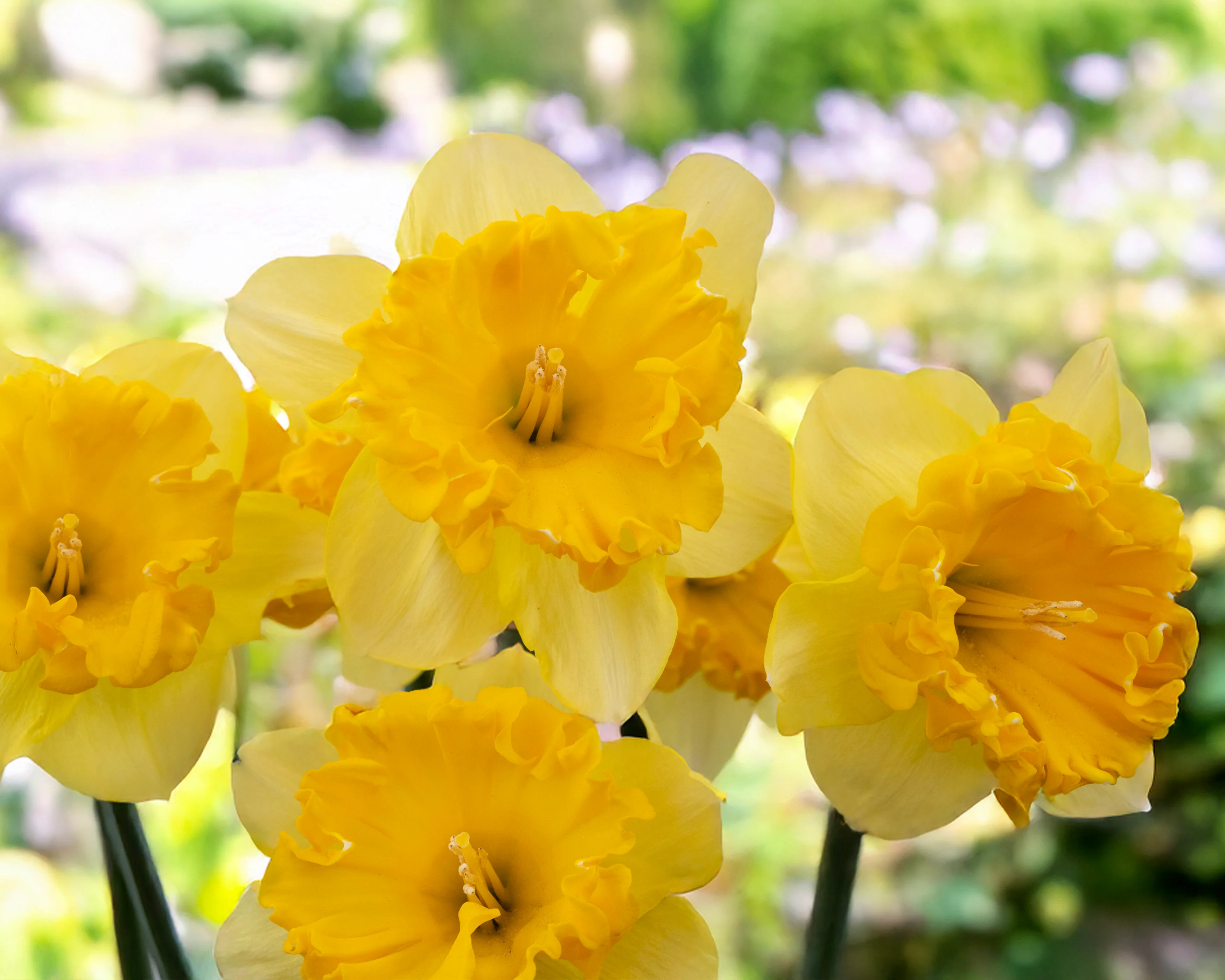 Narcissus 'Bea Wolf' - Image 3