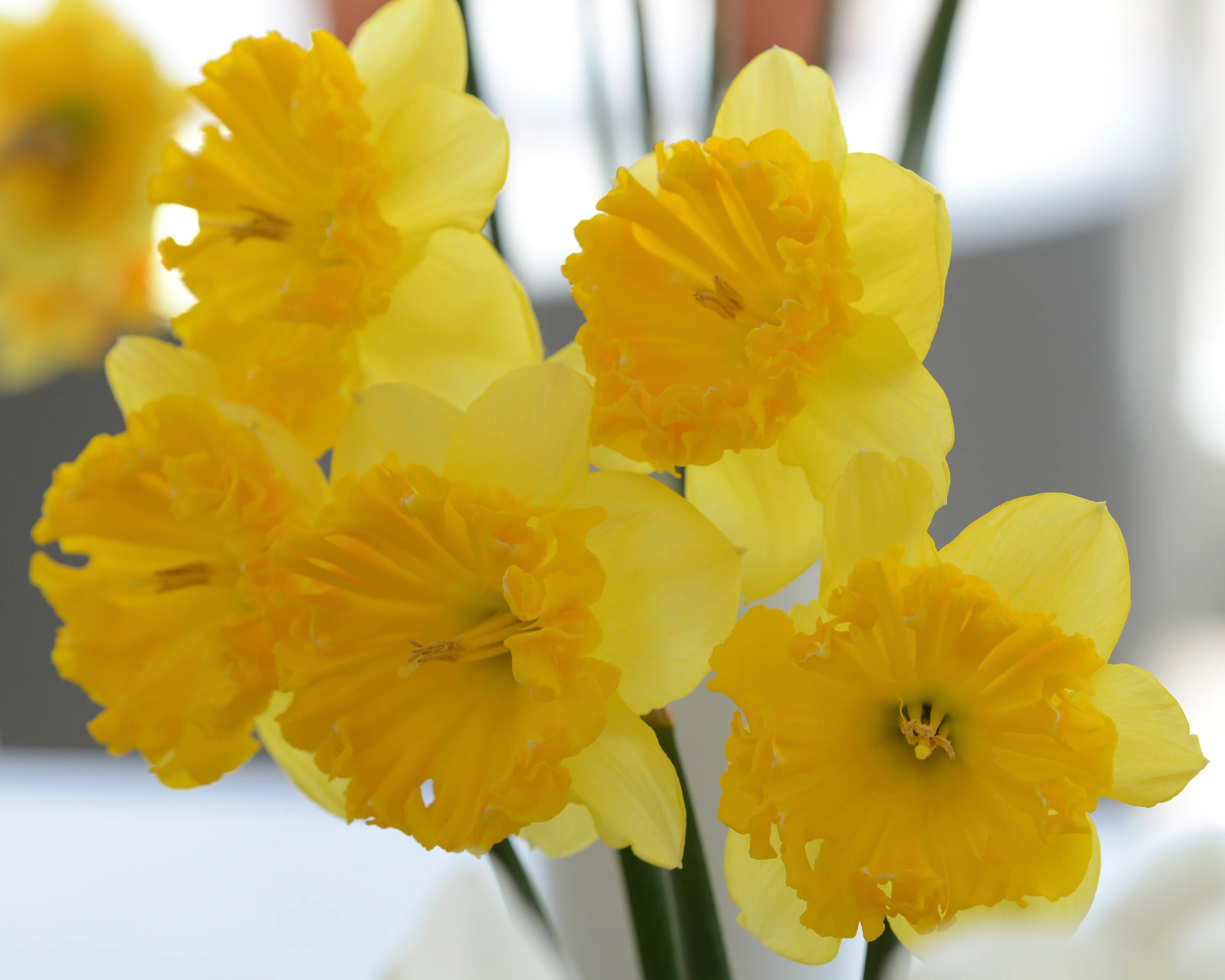 Narcissus 'Bea Wolf' - Image 6