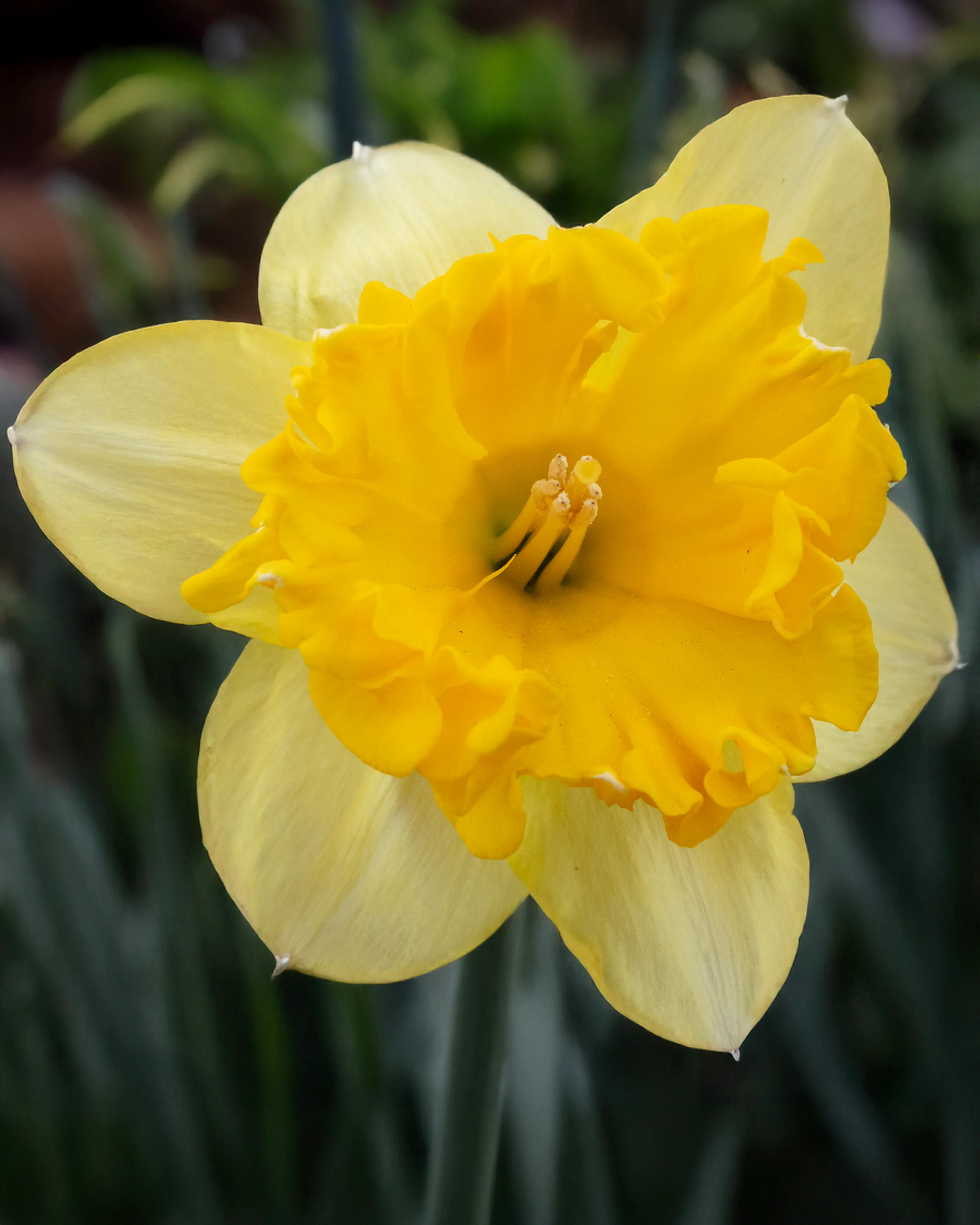 Narcissus 'Bea Wolf' - Image 7