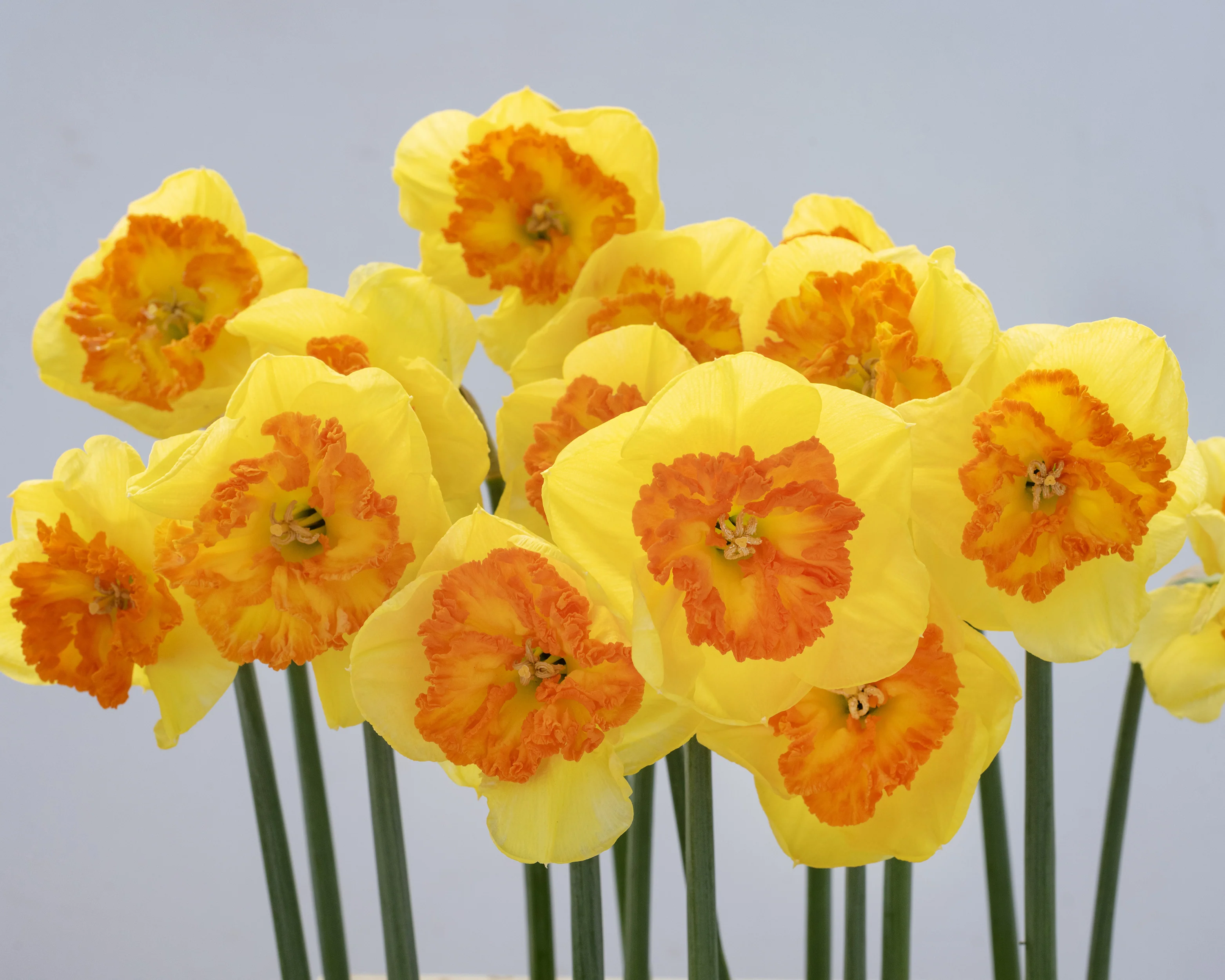 Narcissus 'Berlin' - Image 4