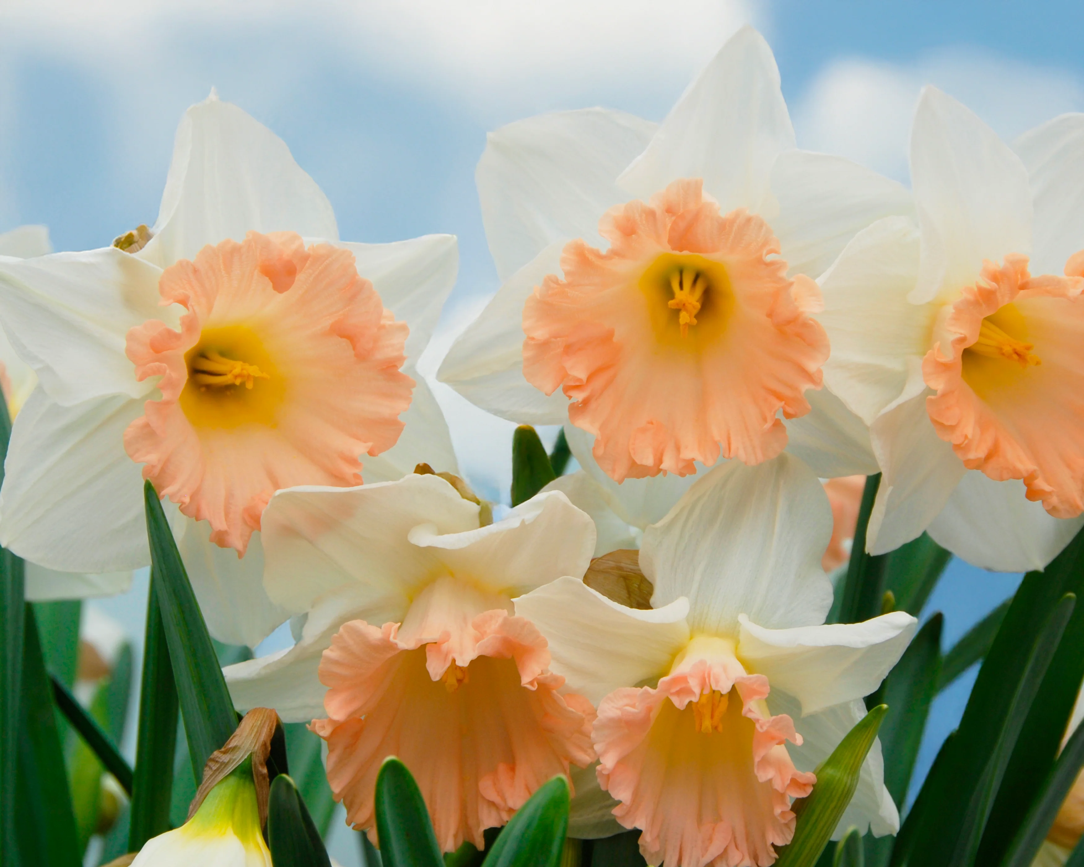 Narcissus 'British Gamble' - Image 3