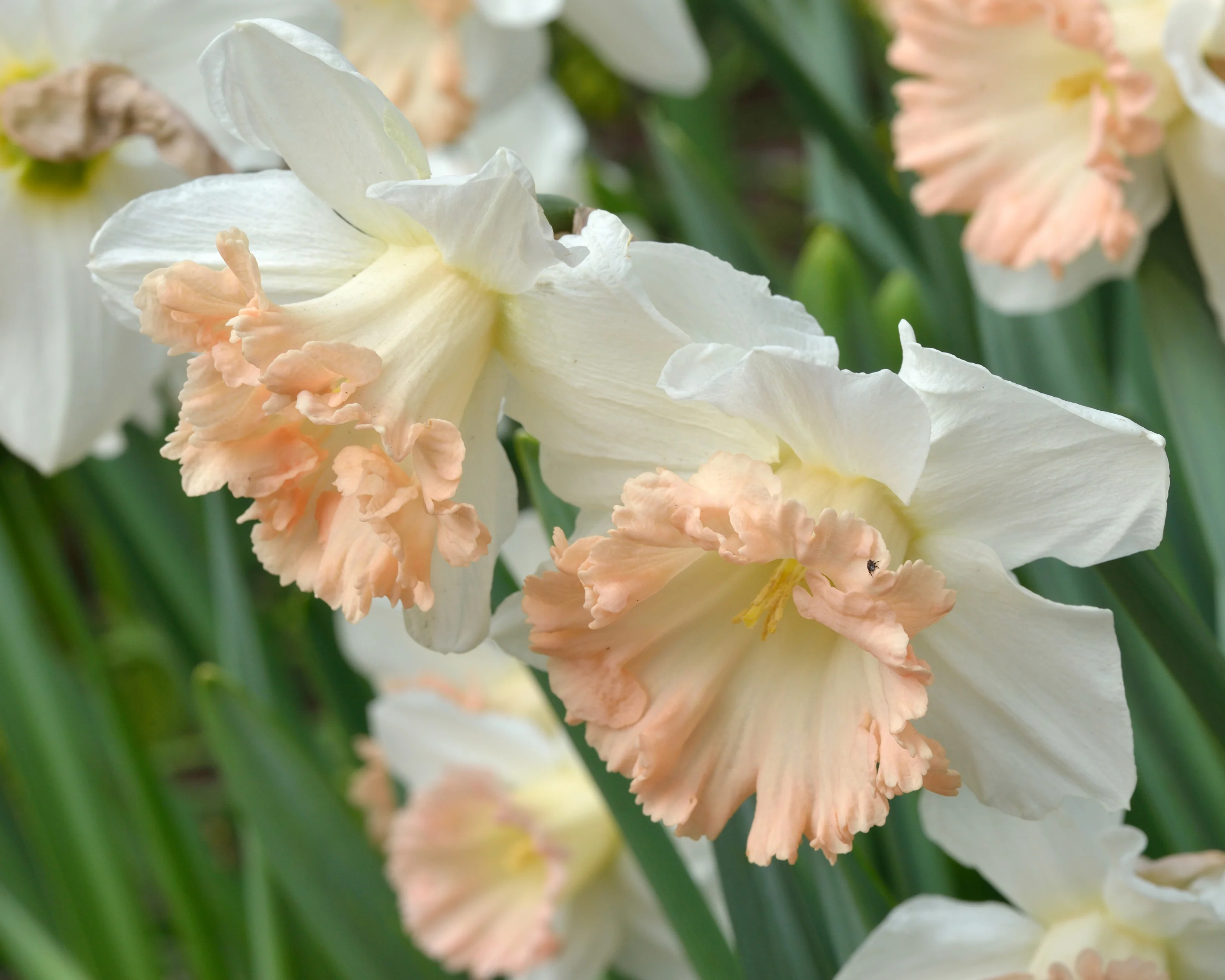 Narcissus 'British Gamble' - Image 7
