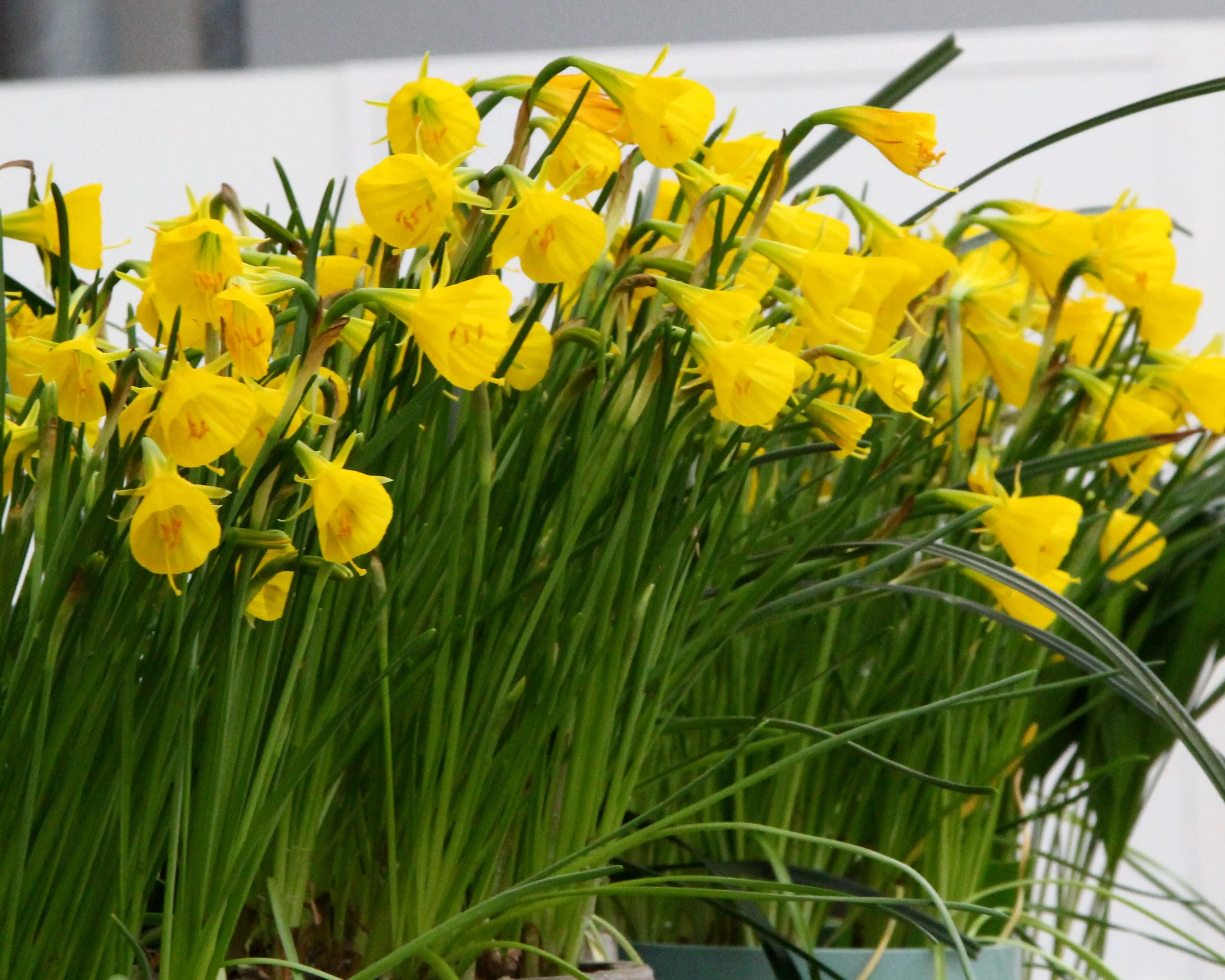 Narcissus 'Golden Bells' - Image 5