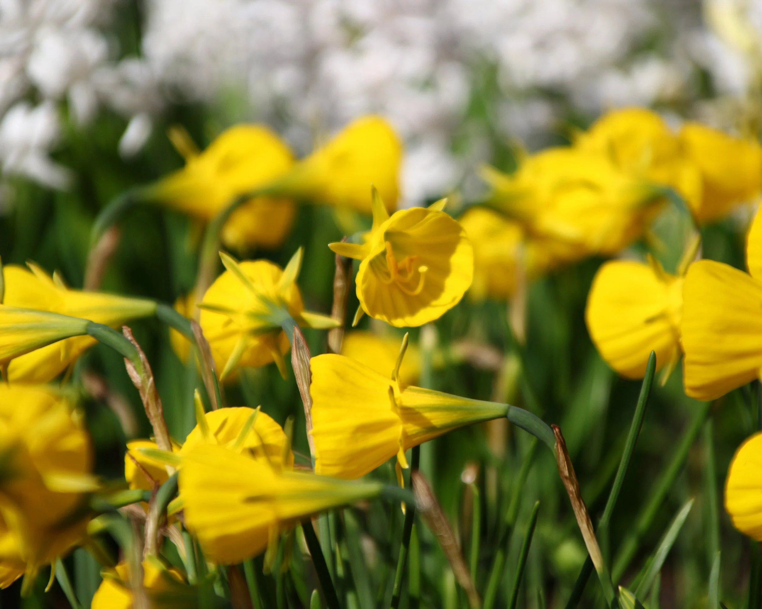 Narcissus 'Golden Bells' - Image 6