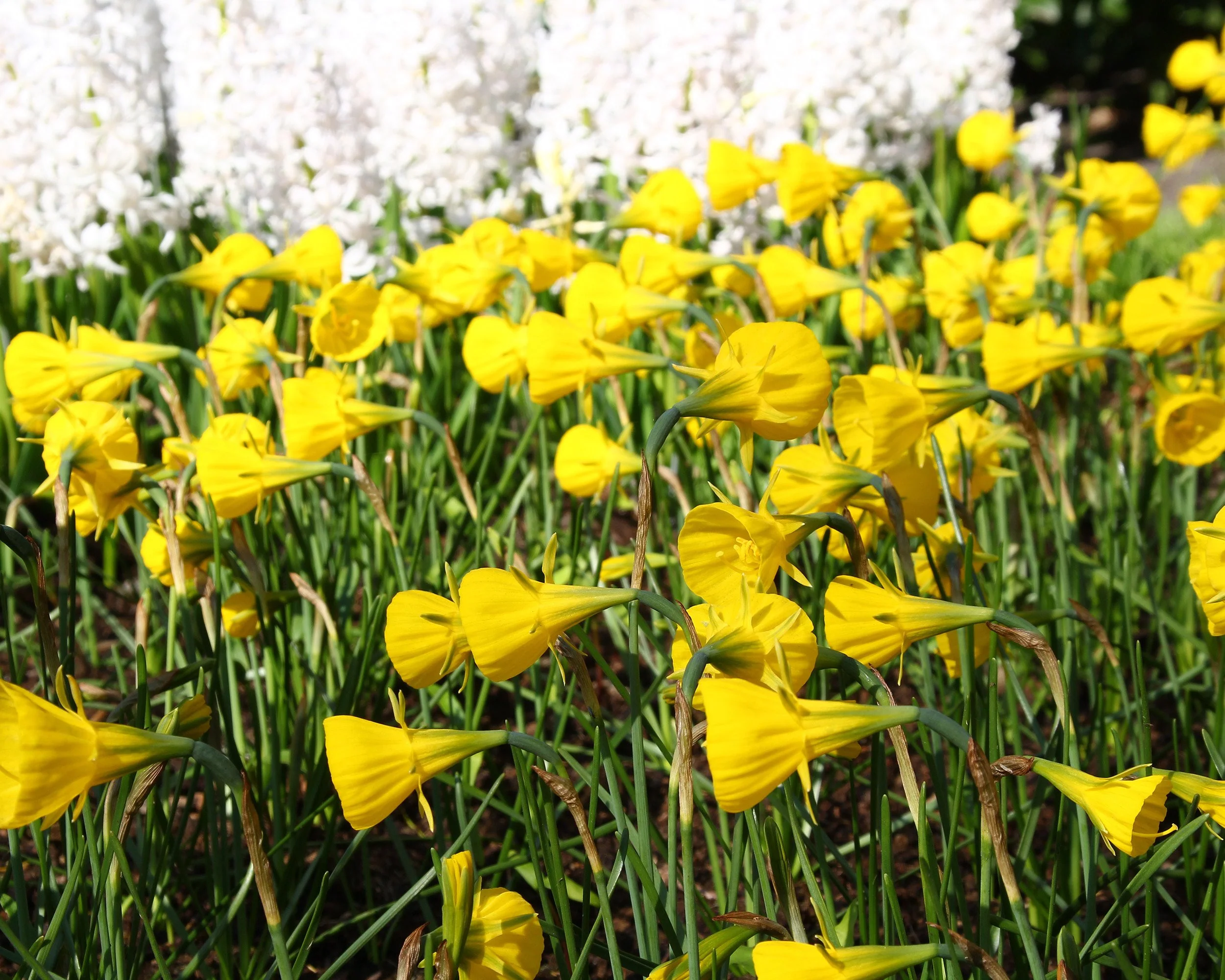 Narcissus 'Golden Bells' - Image 7