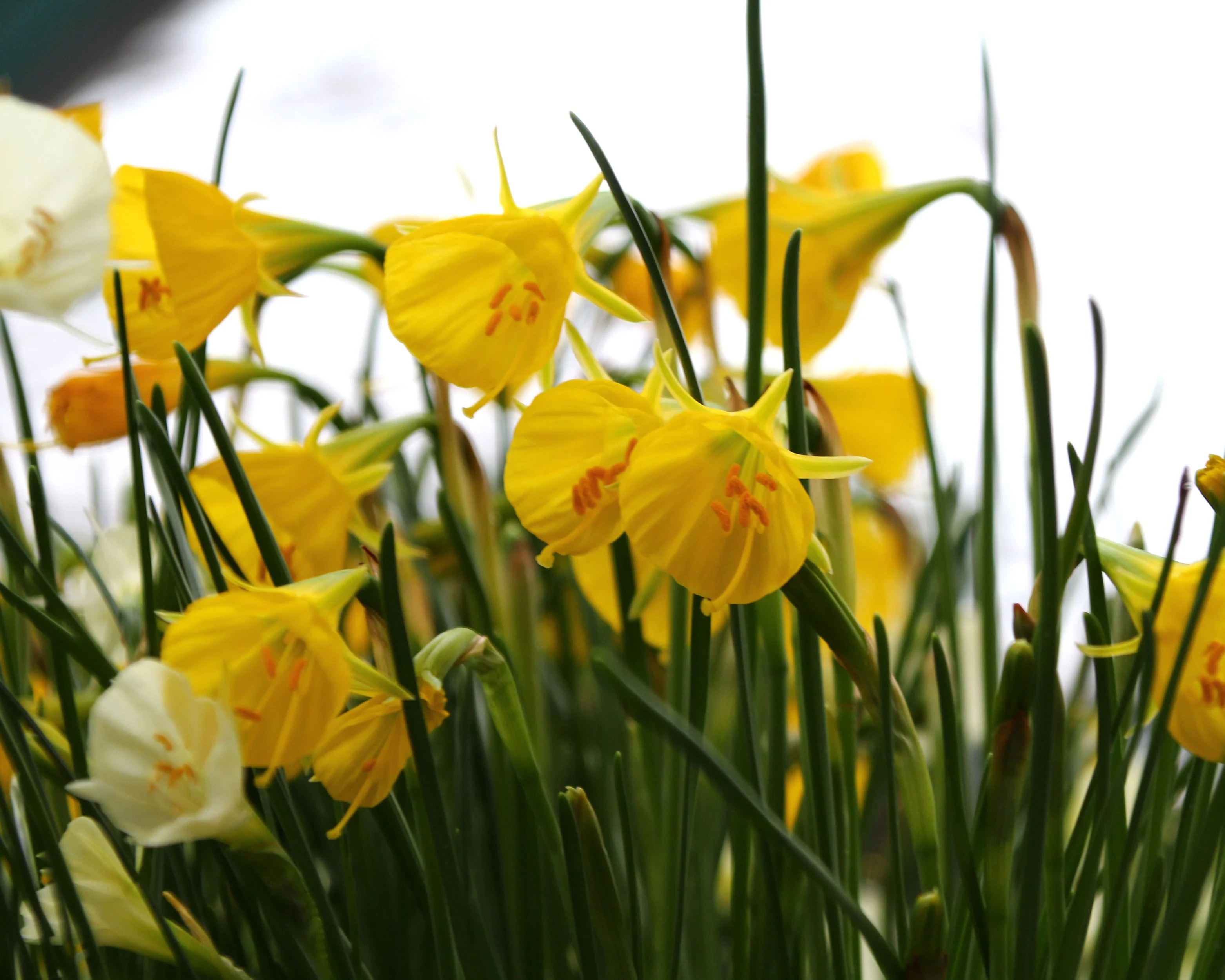 Narcissus 'Golden Bells' - Image 8
