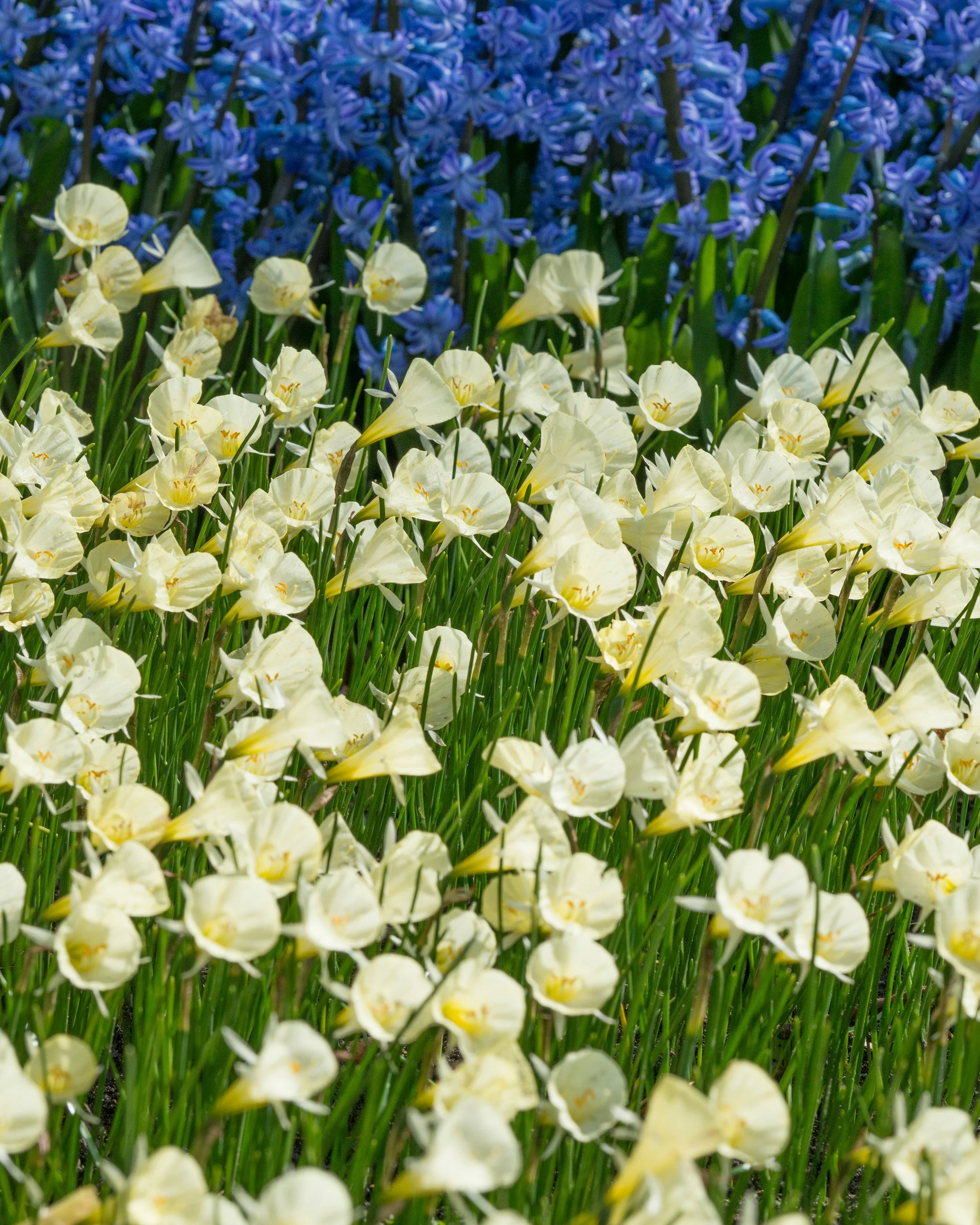Narcissus 'Spoirot' - Image 5