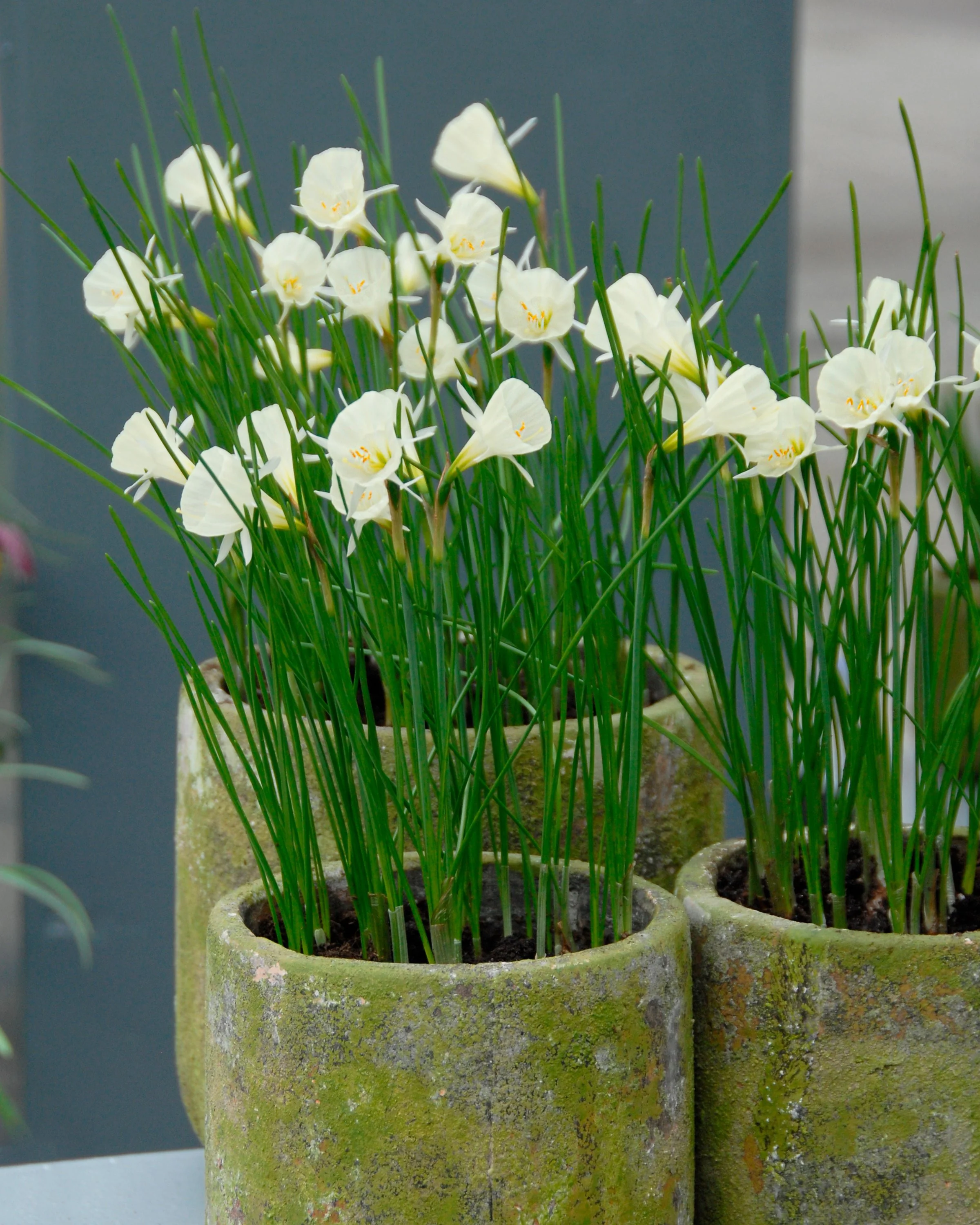 Narcissus 'Spoirot' - Image 6