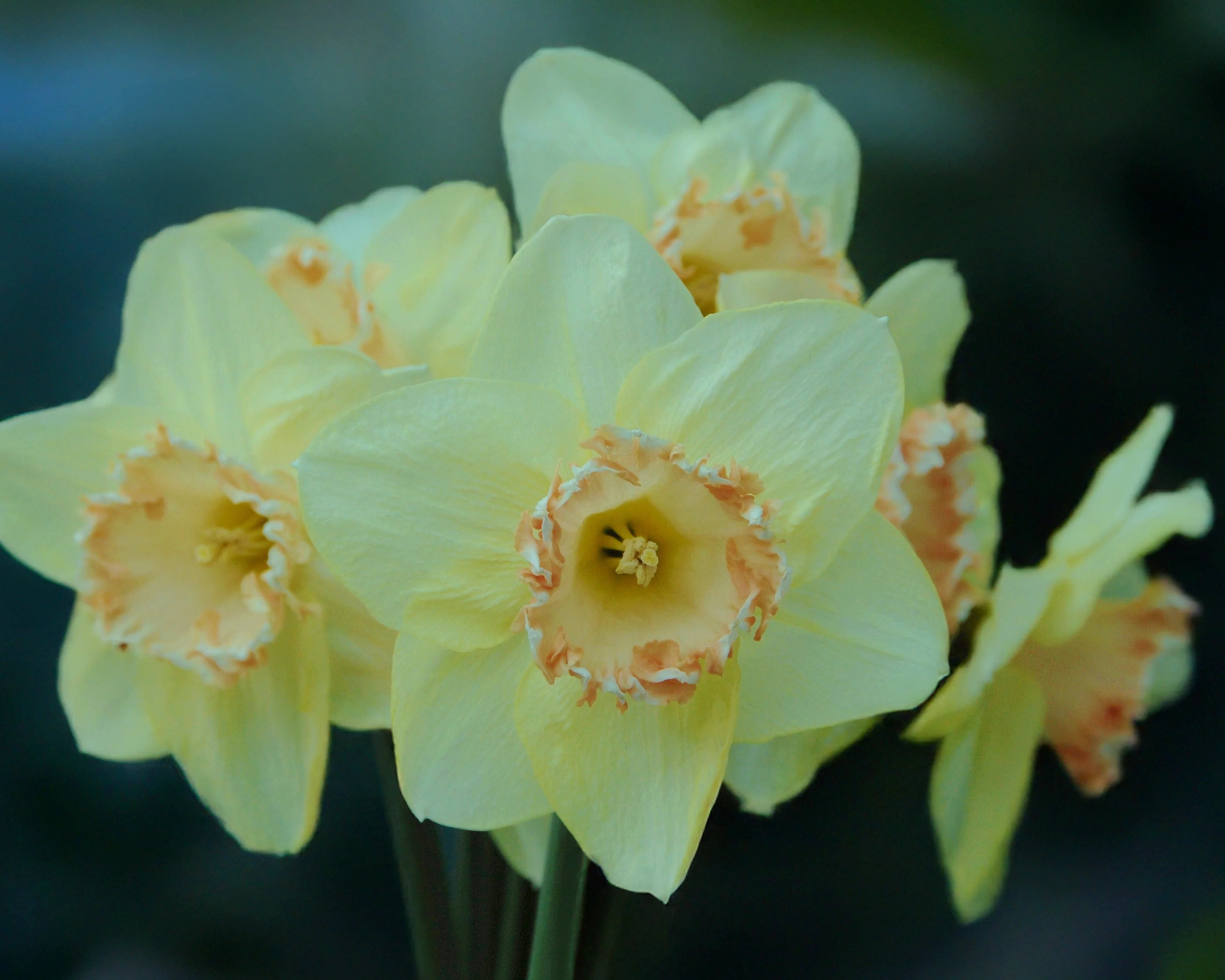 Narcissus 'By George' - Image 10