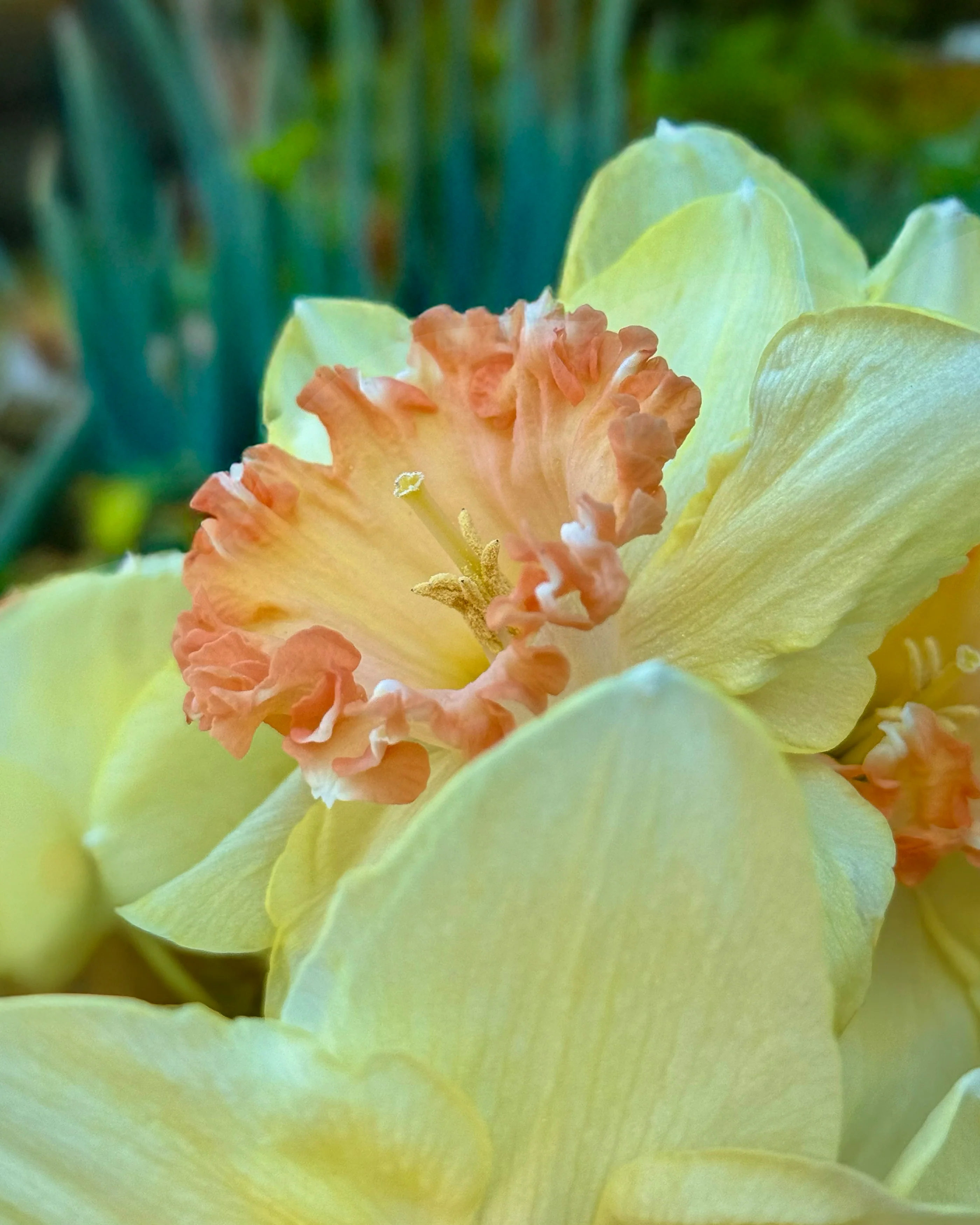 Narcissus 'By George' - Image 3