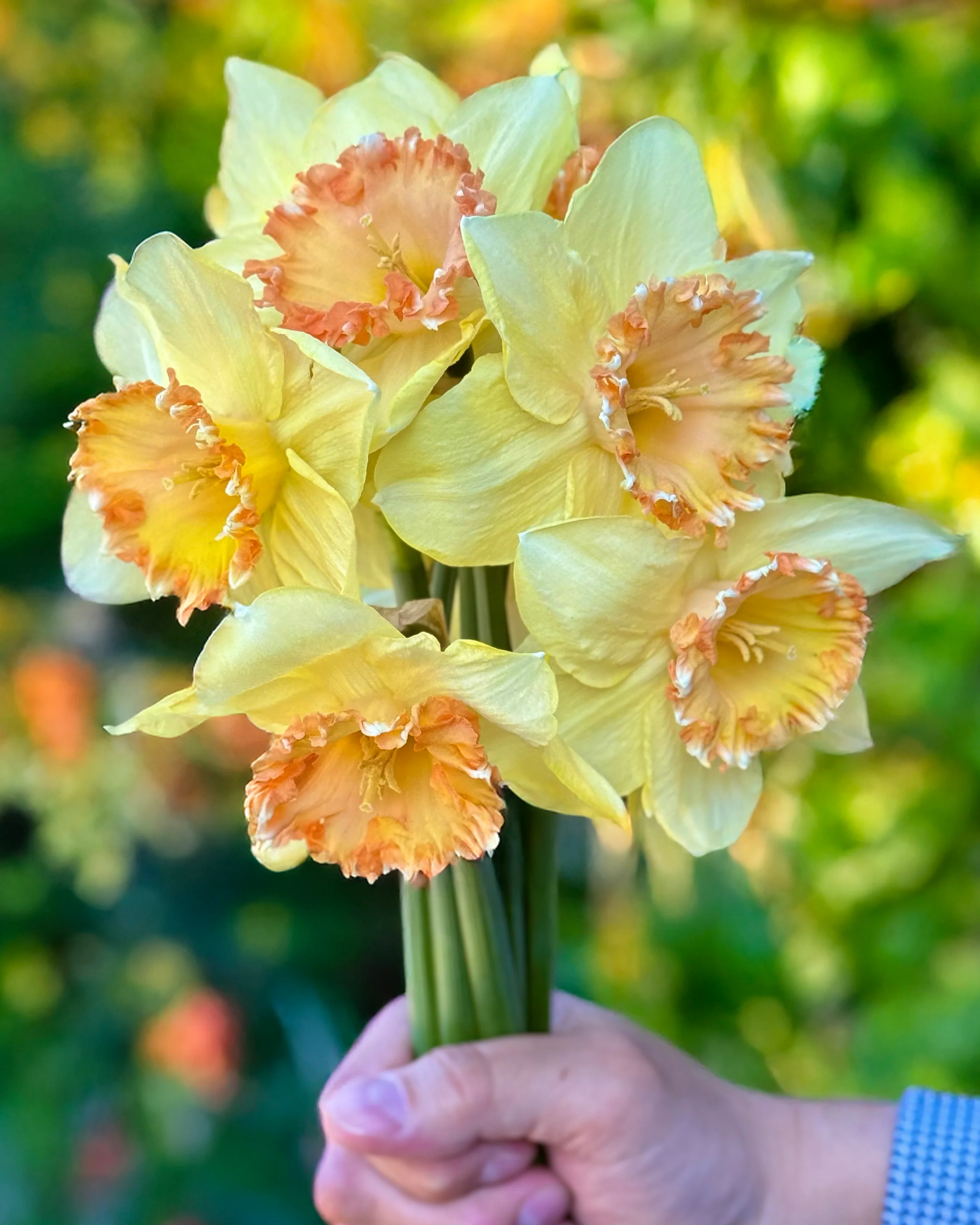 Narcissus 'By George' - Image 5