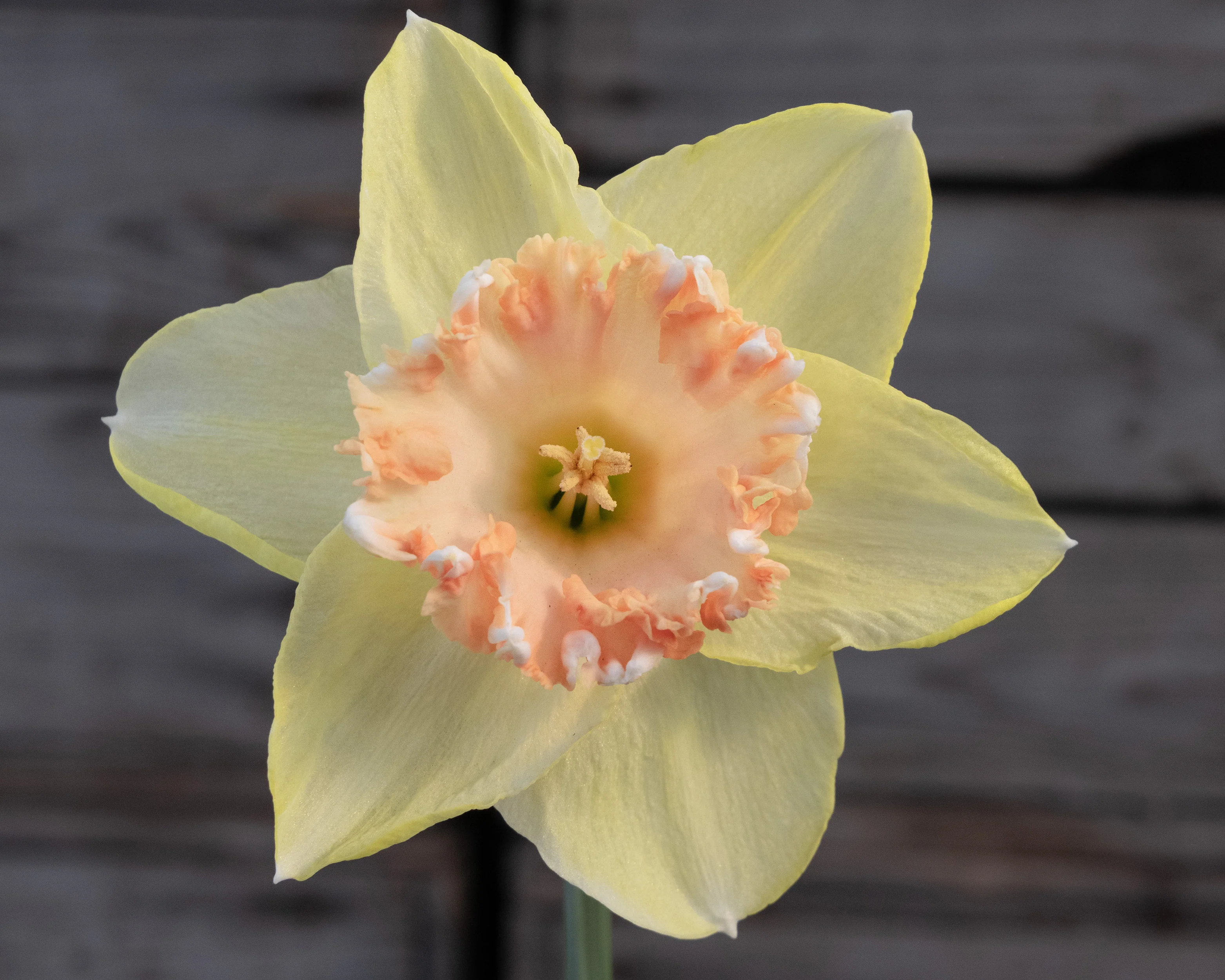 Narcissus 'By George' - Image 6